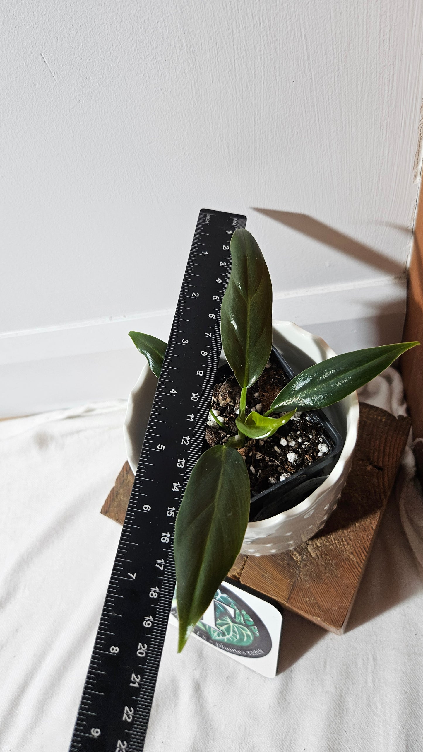Philodendron Subhastatum Blood (PHI-840)