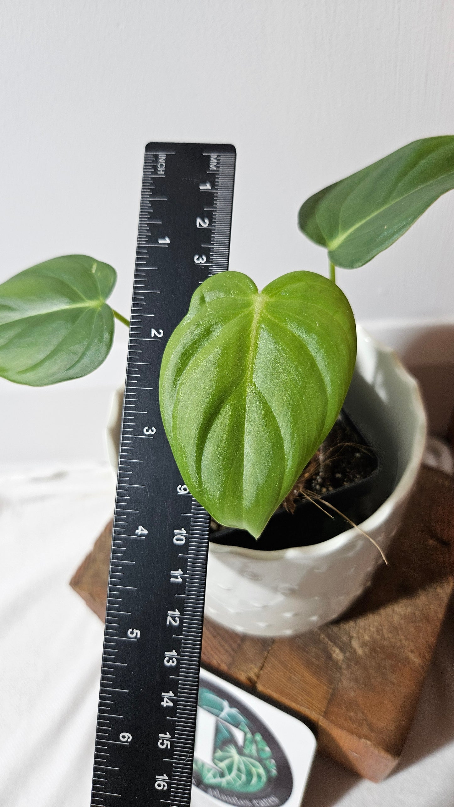 Philodendron Pastazanum (PHI-823)