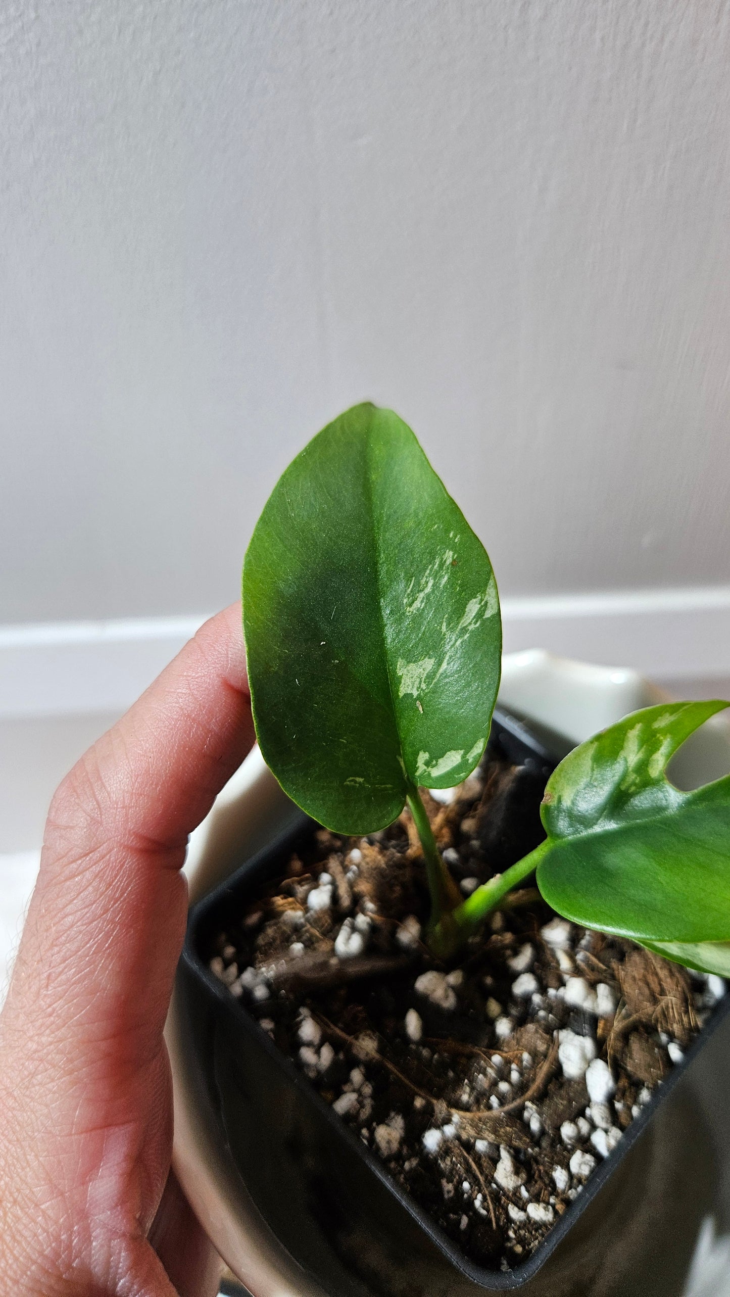 Rhaphidophora Tetrasperma Variegata (AUT-079)