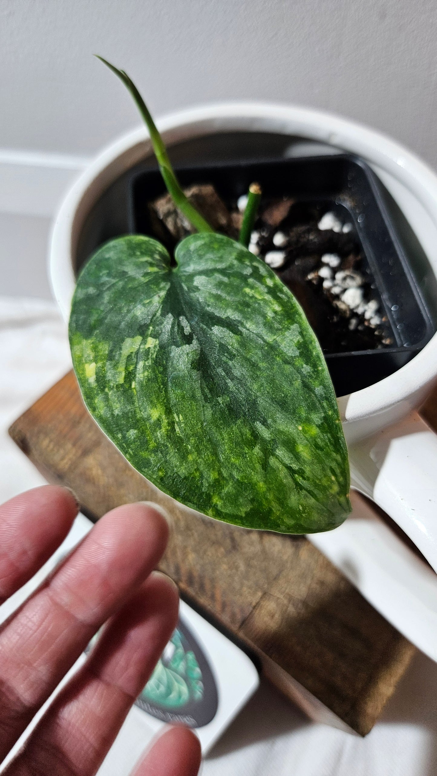 Scindapsus Léopard Variegata (SCI-1137)