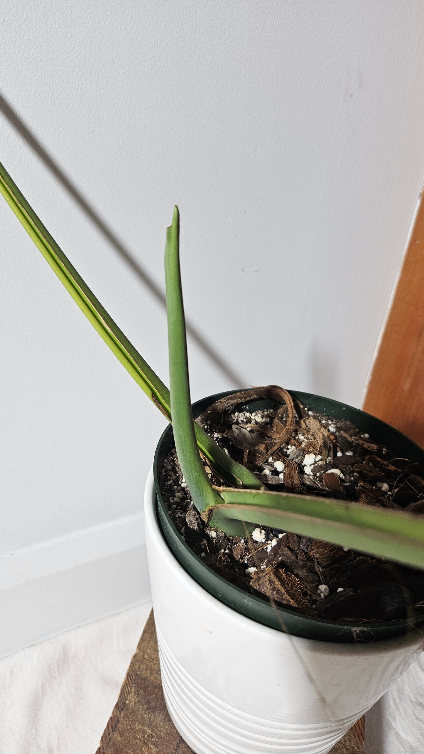 Monstera Brazilian Form (MON-451)