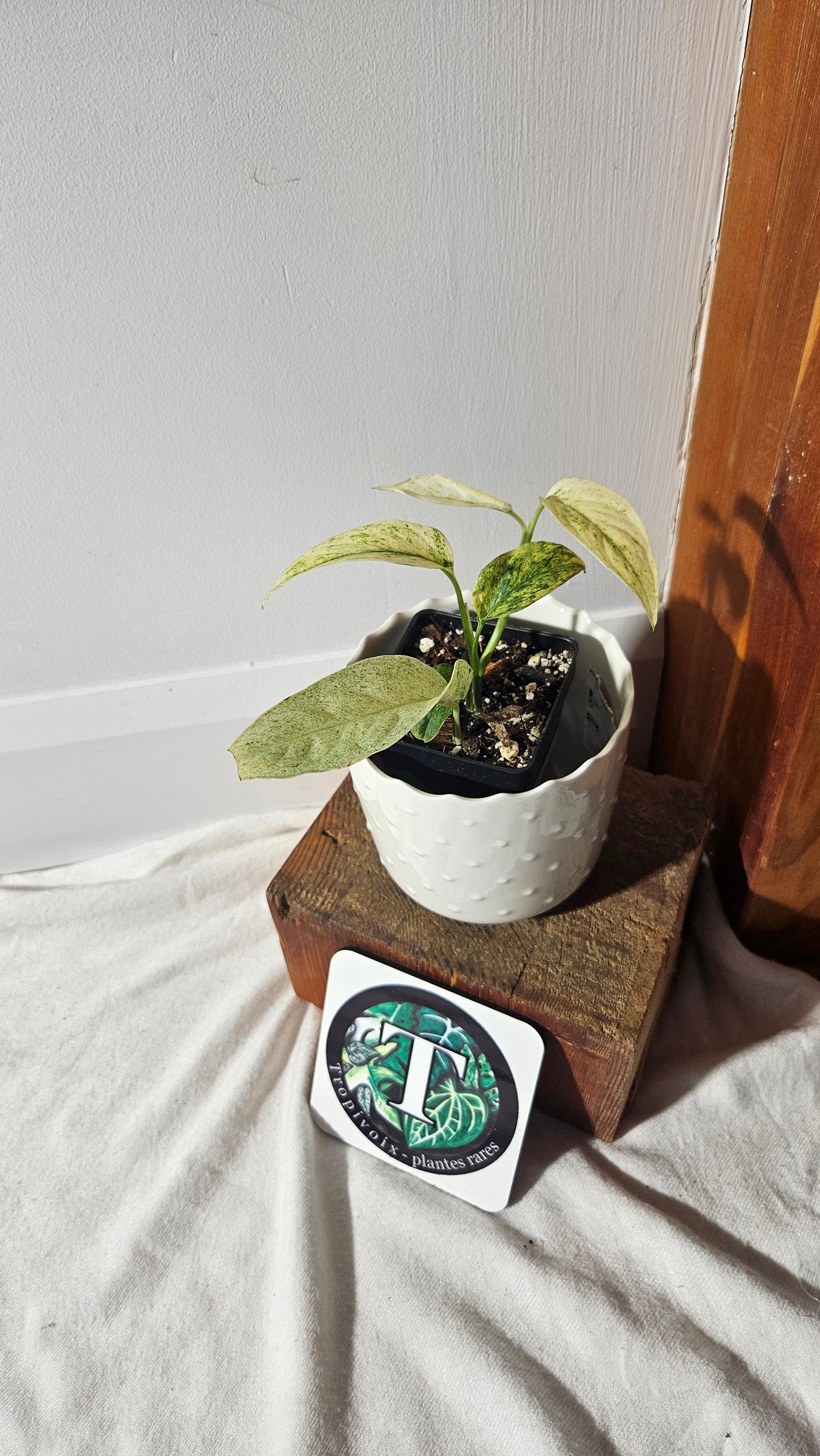 Monstera Laniata Mint (MON-397)