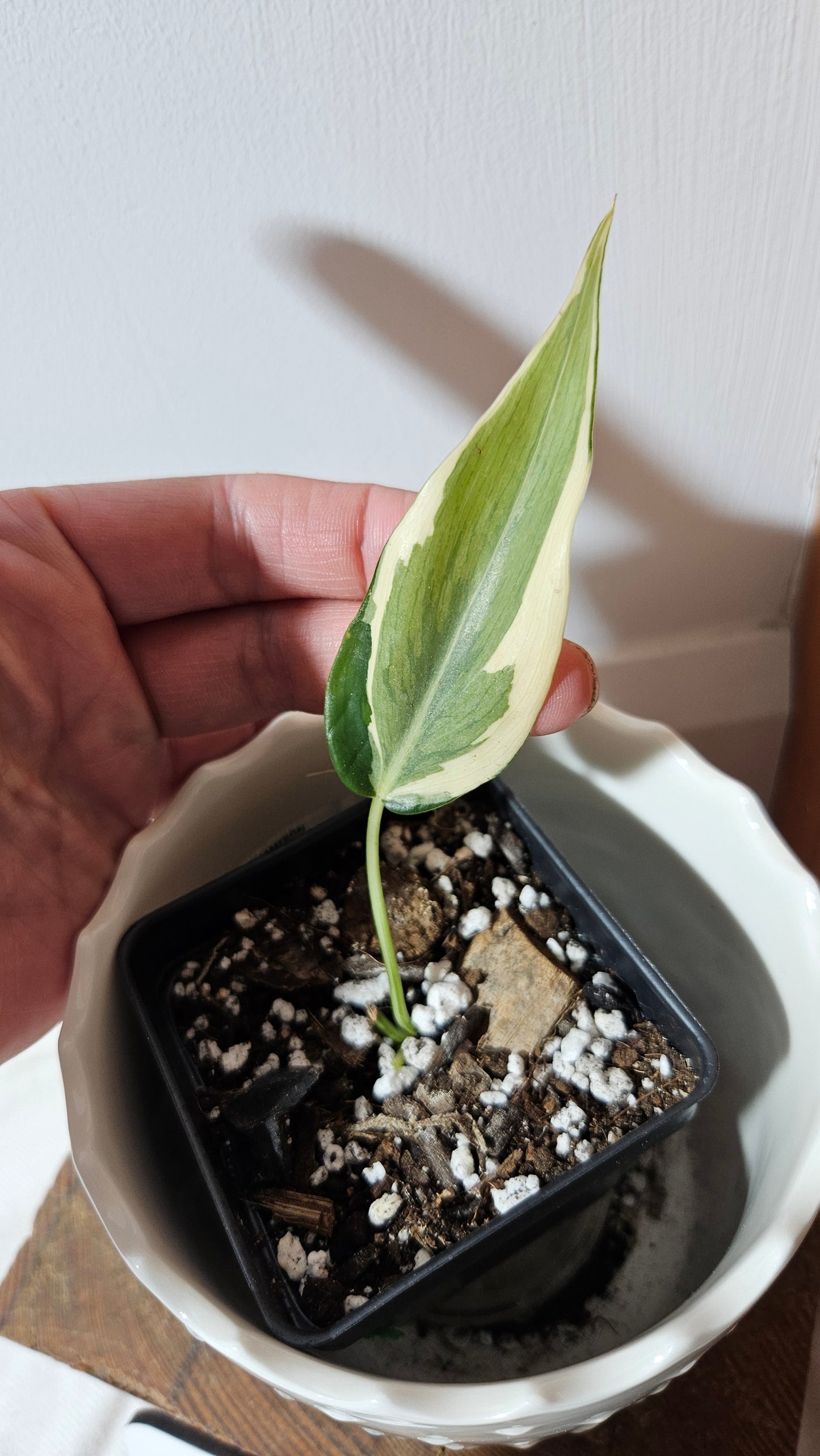 Philodendron Hederaceum Rio (PHI-820)