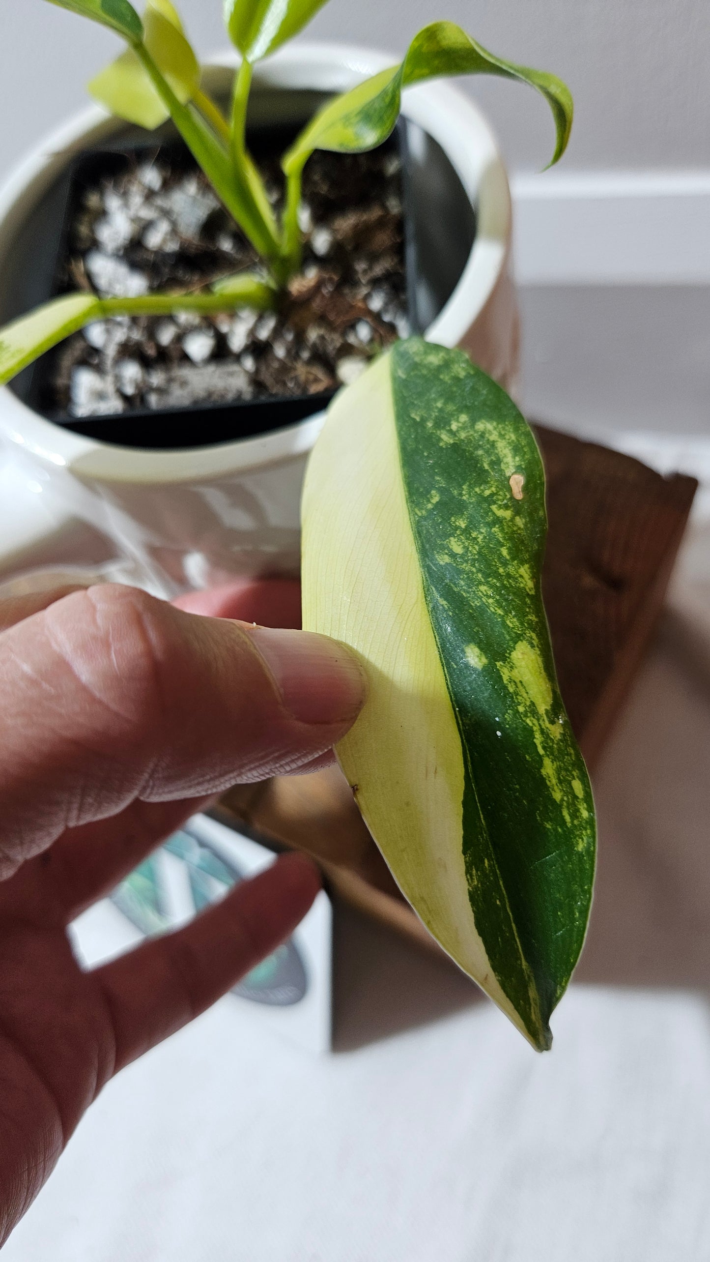Philodendron Domesticum Variegata (PHI-911)