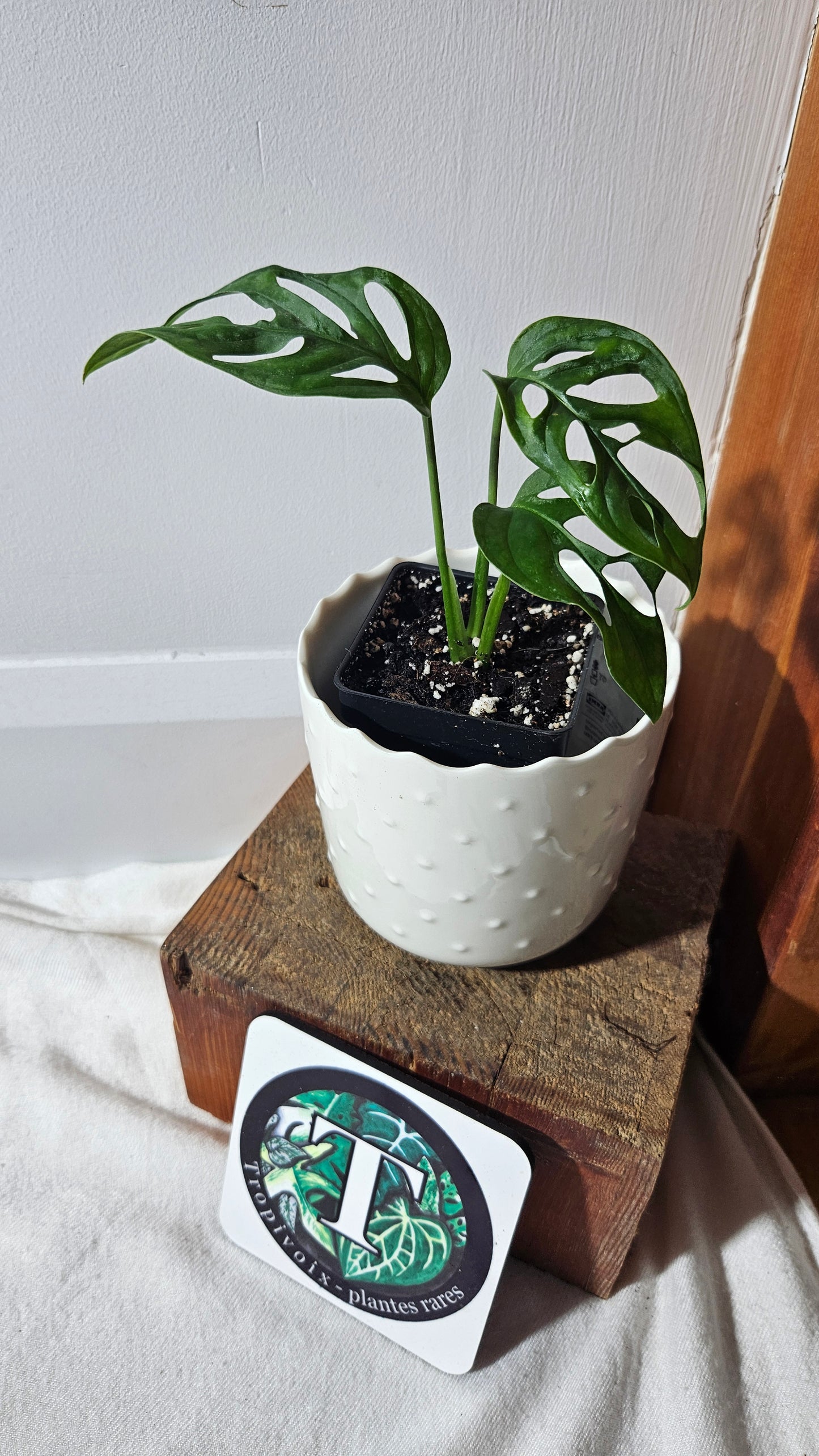 Monstera Acuminata (MON-406)