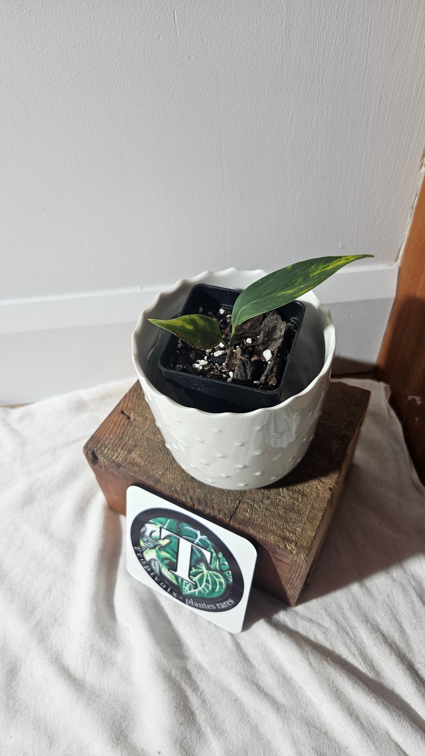 Scindapsus Coriaceus Aurea (SCI-941)