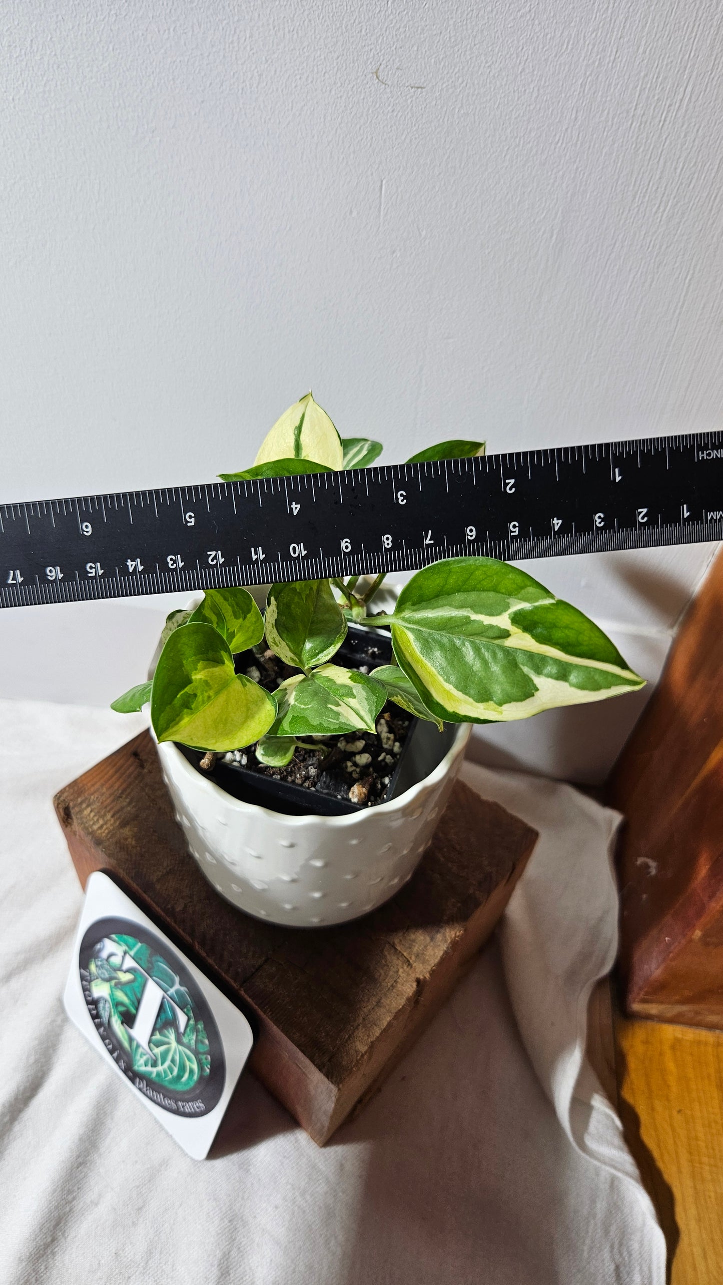 Epipremnum Aureum N'Joy (EPI-192)