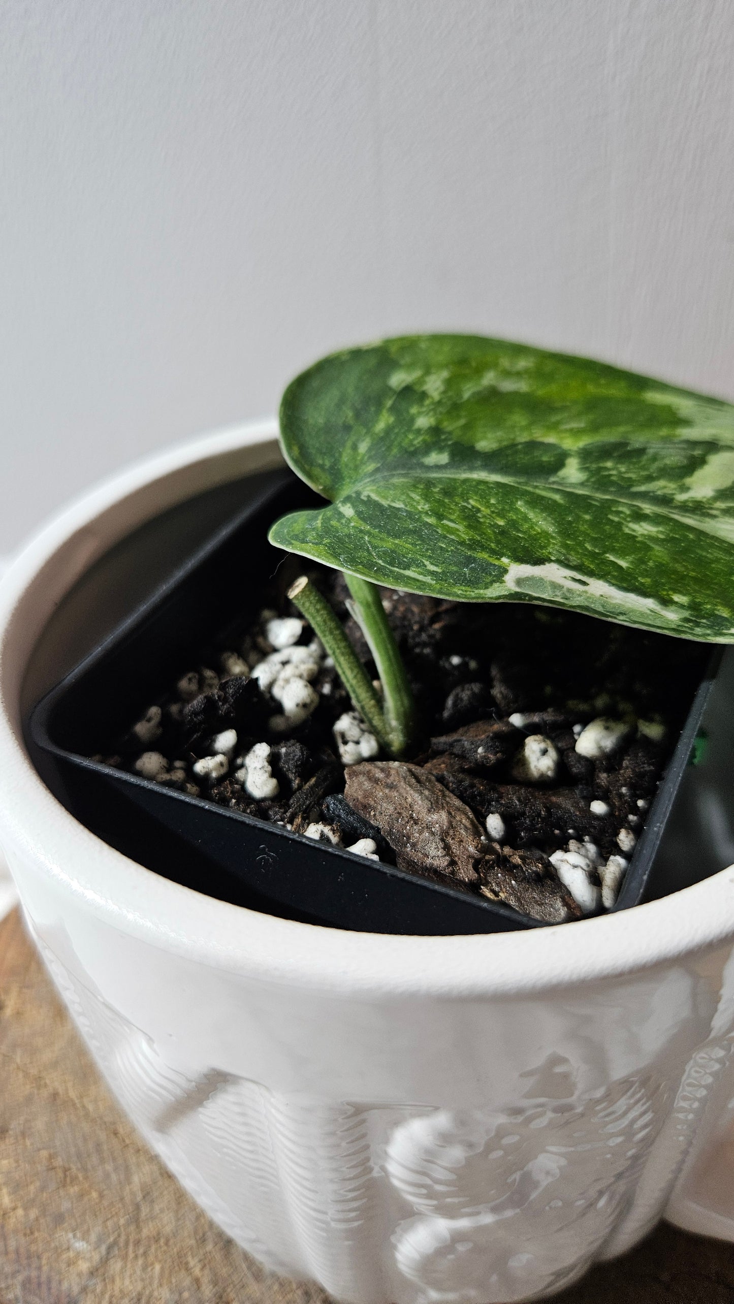 Scindapsus Dark satin Tricolore (SCI-1099)