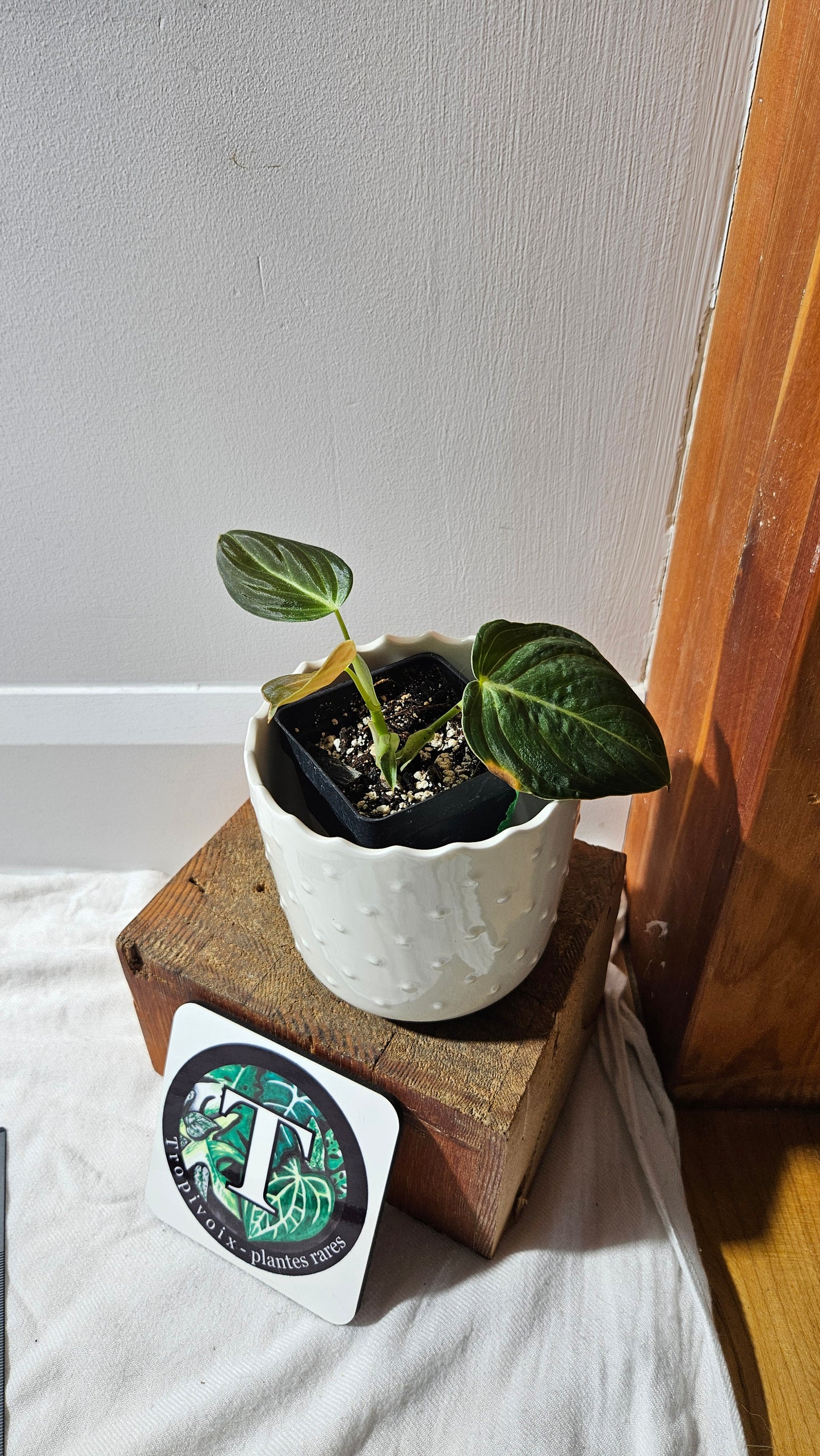 Philodendron Melanochrysum (PHI-863)