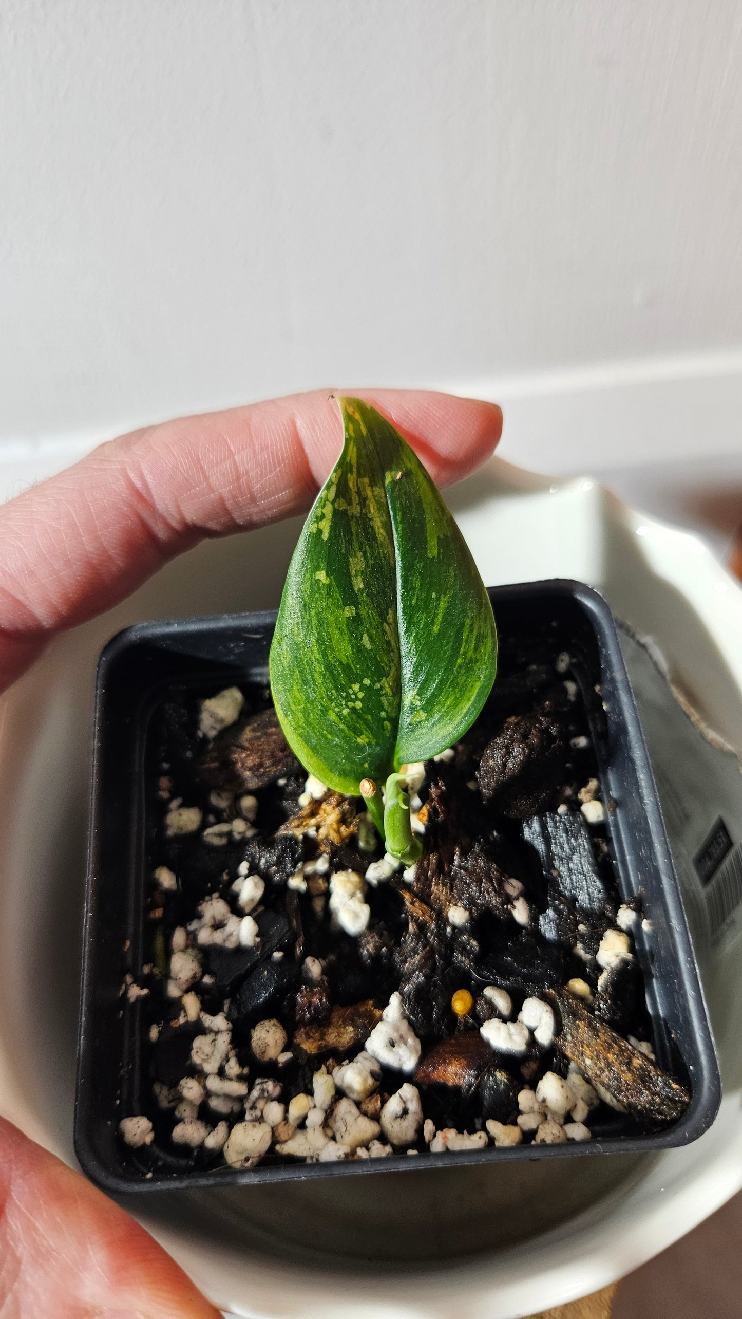 Scindapsus Rubicon (SCI-908)