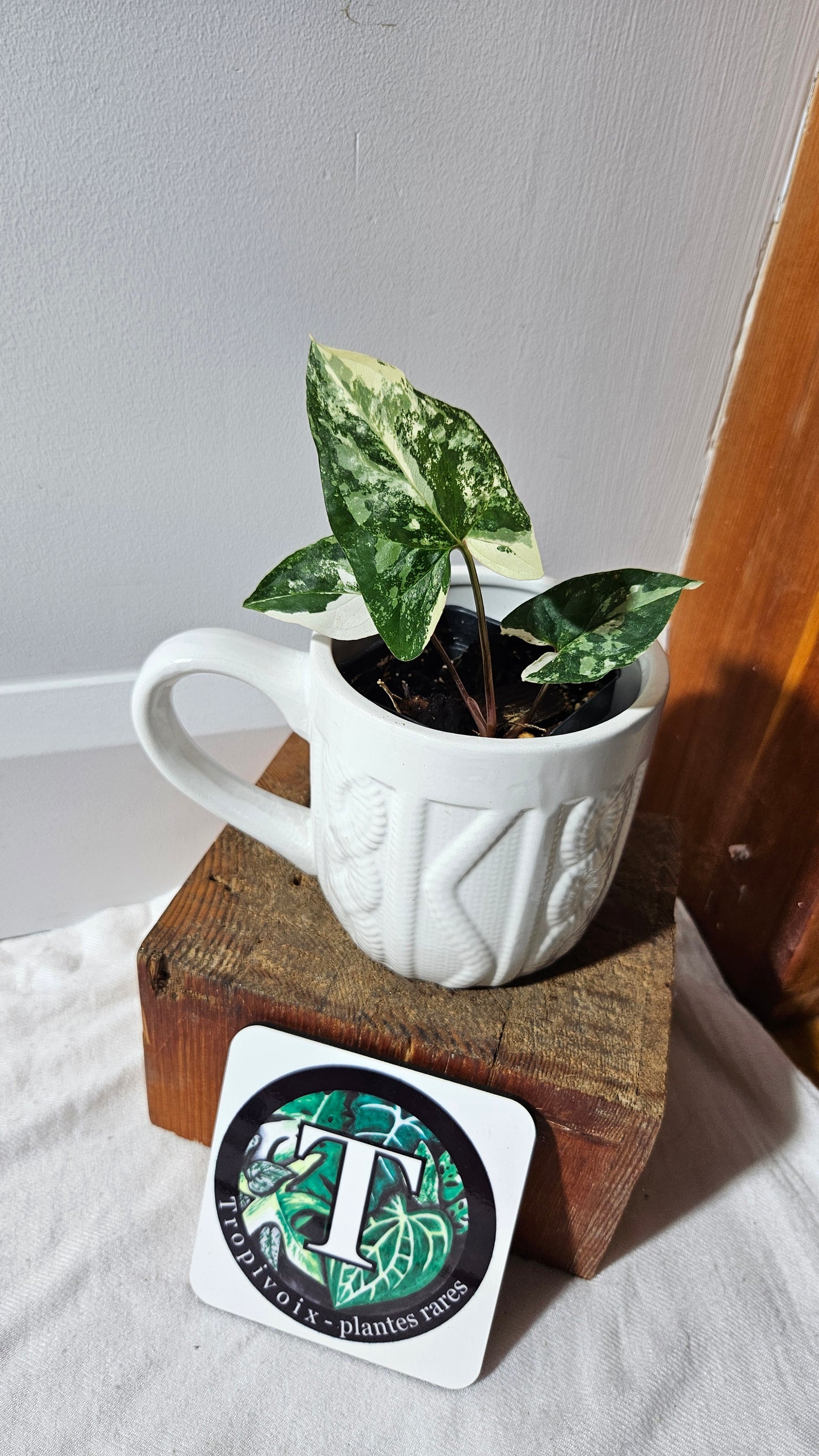 Syngonium Albo (SYN-302)
