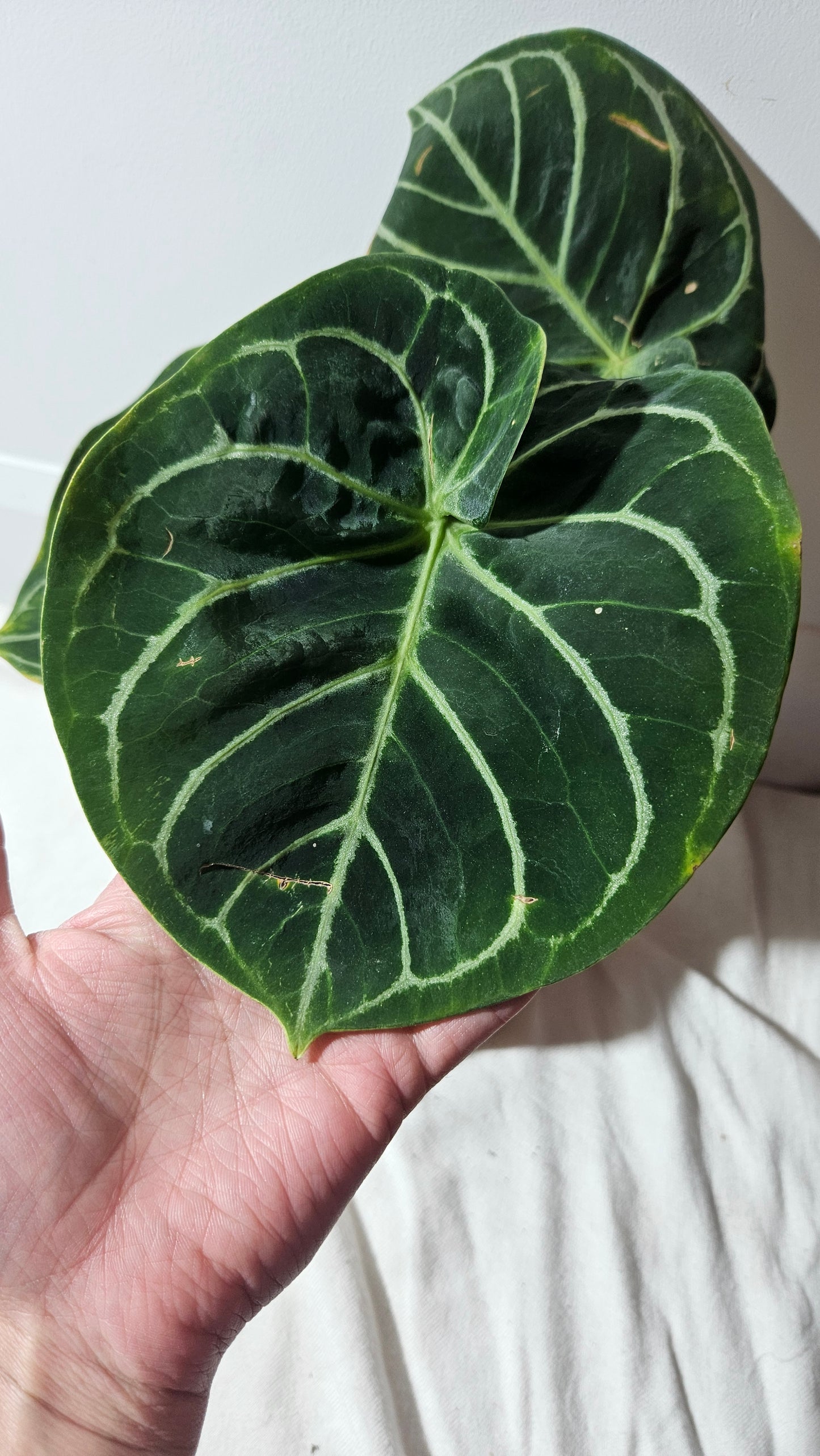 Anthurium Domino "format LARGE" (ANT-399)