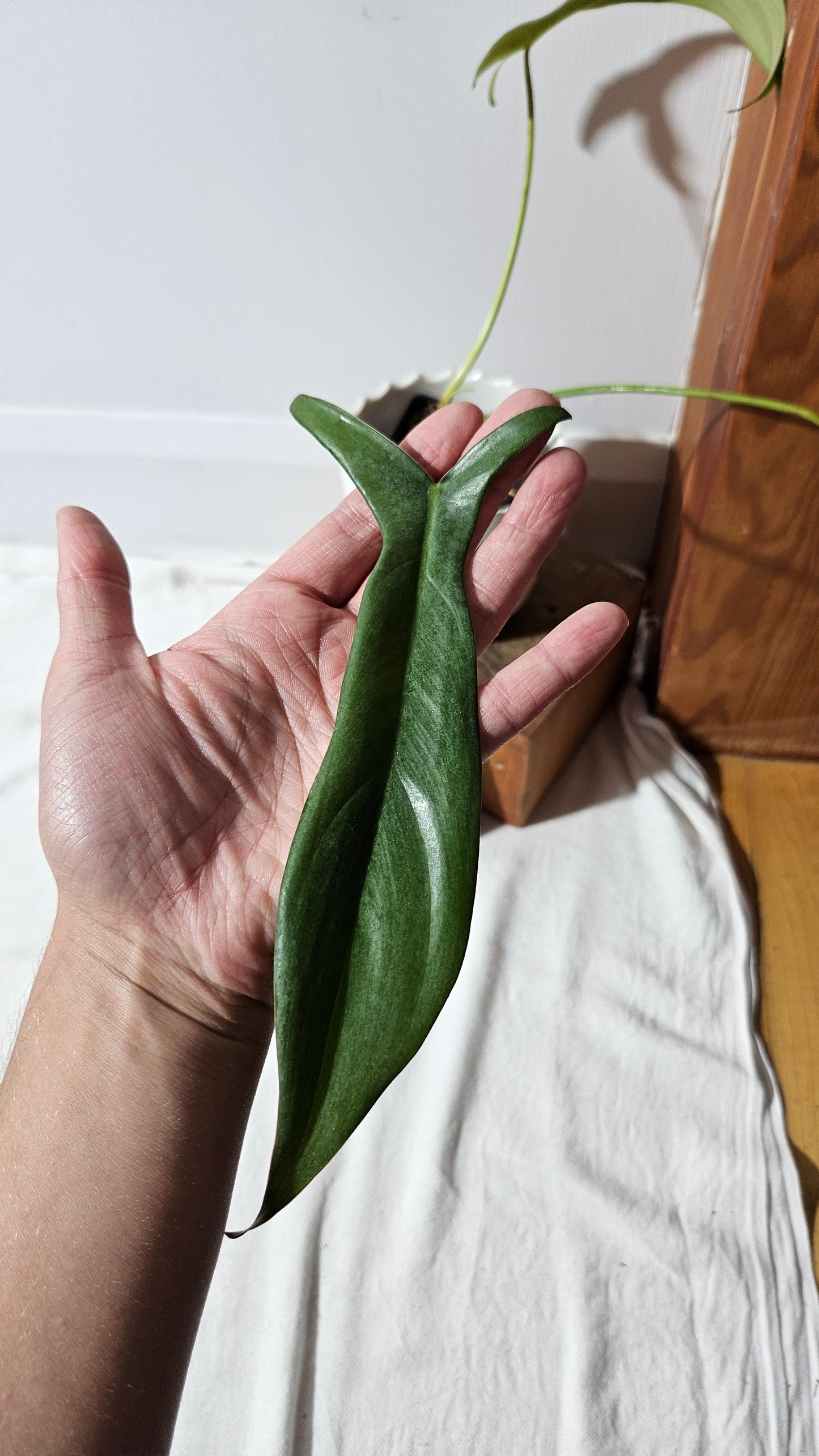 Philodendron Longilobatum (PHI-341)