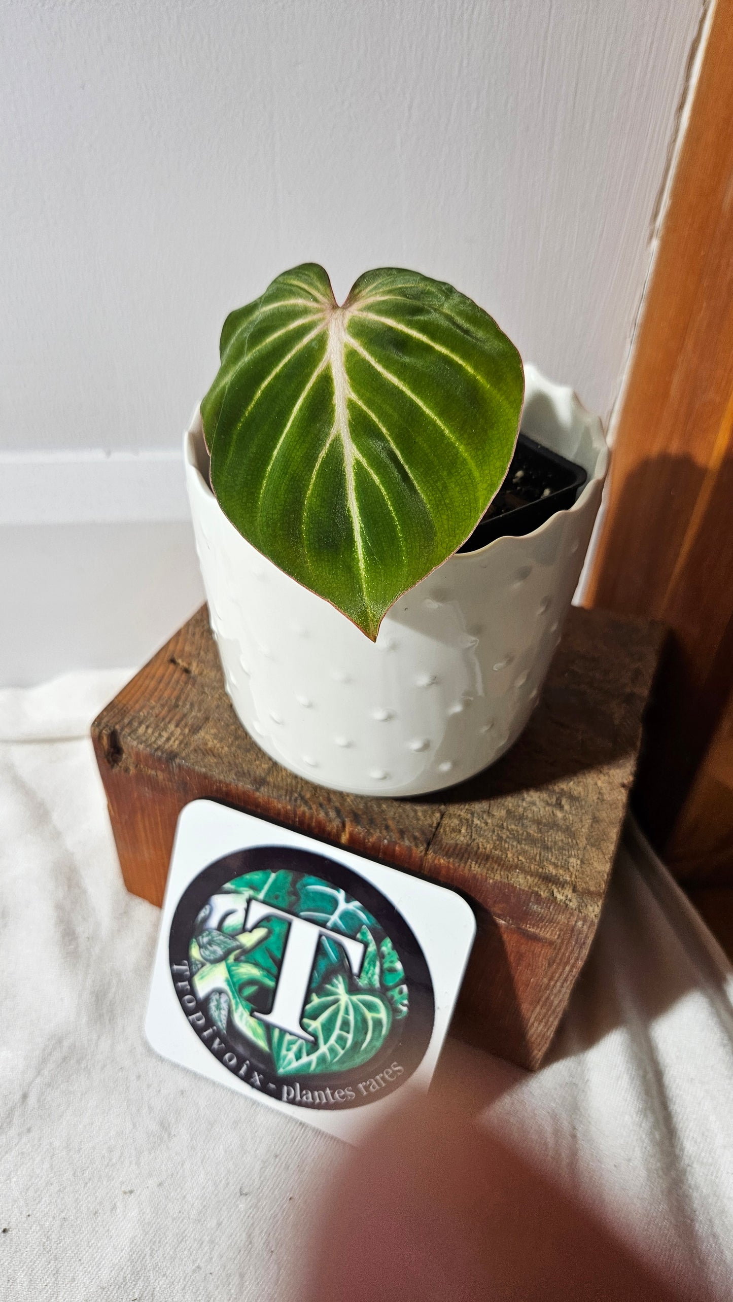 Philodendron Gloriosum Radiante (PHI-784)