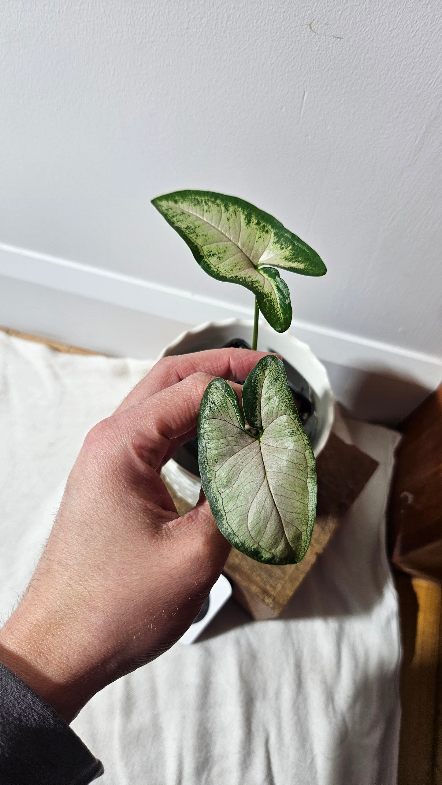 Syngonium Black Pink (SYN-406)