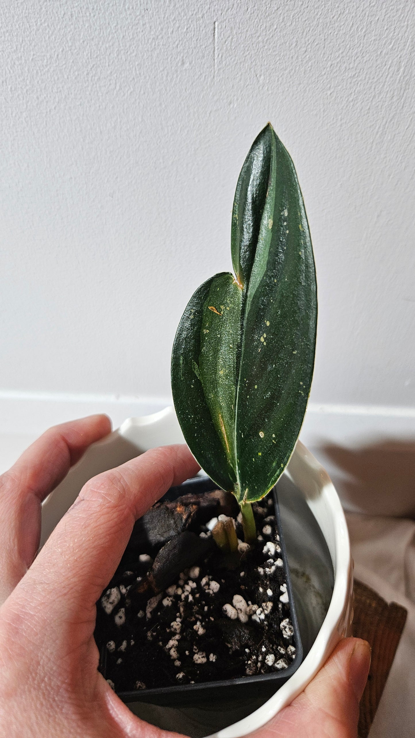 Scindapsus Treubii Dark Form silver (SCI-1011)