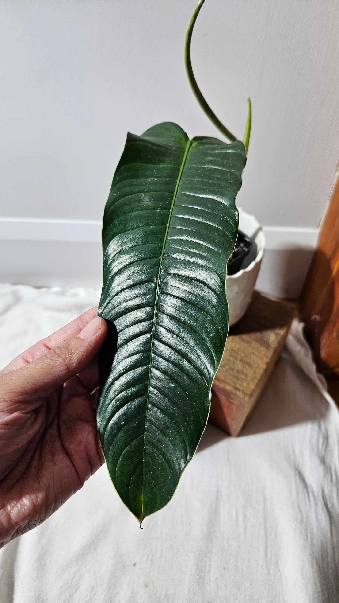 Philodendron Scherbericii (PHI-932)