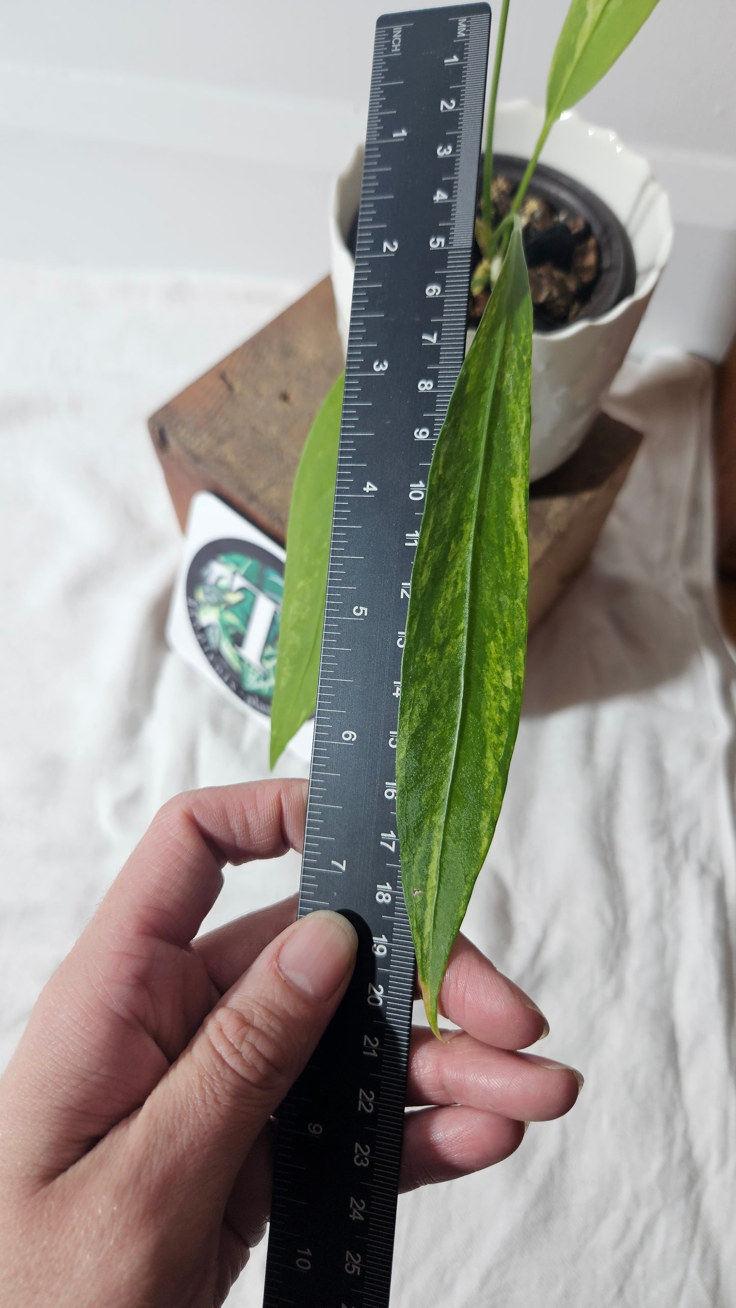 Anthurium Vittarifolium Variegata "format MOYEN"(ANT-308)