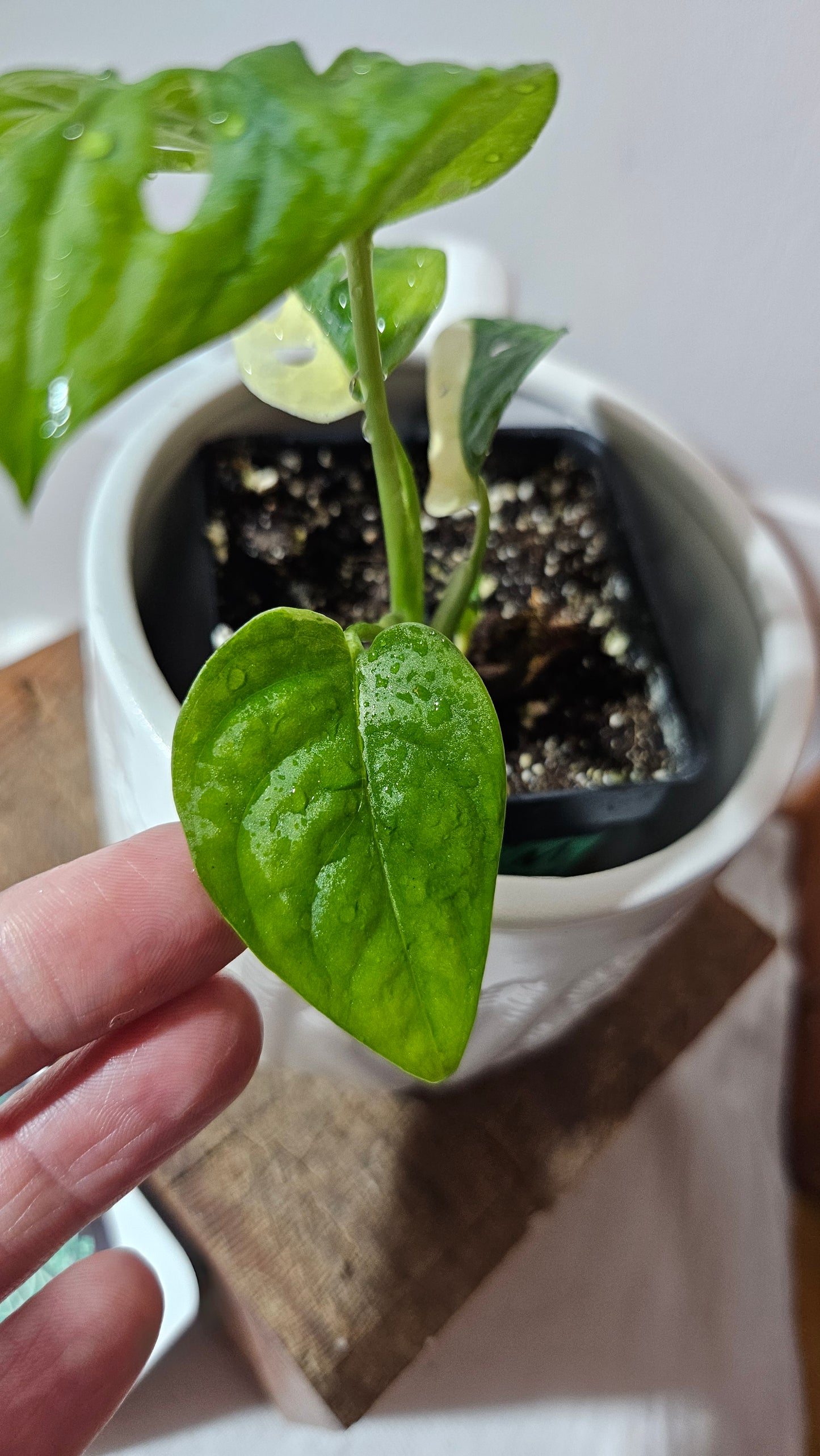Monstera Andasonii Albo (MON-472)