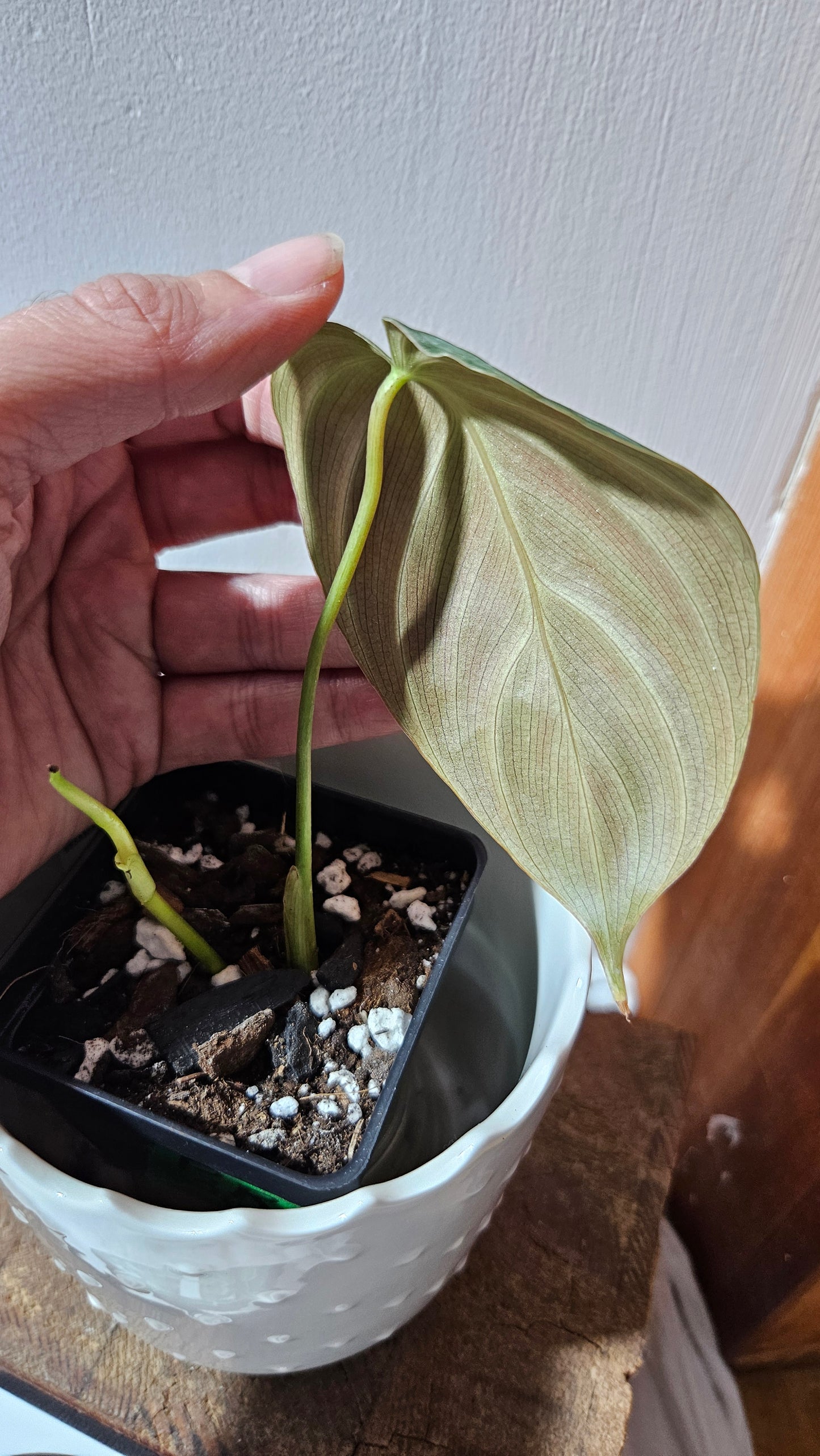 Philodendron Rubrijuvenile X Melanochrysum (PHI-888)