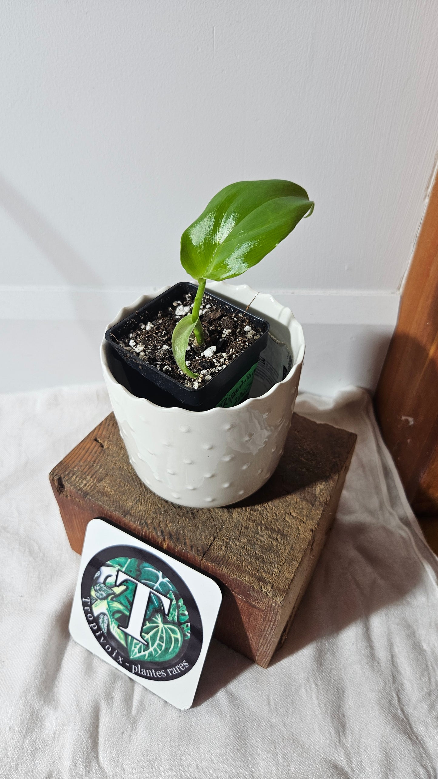 Philodendron Tripartitum (PHI-800)