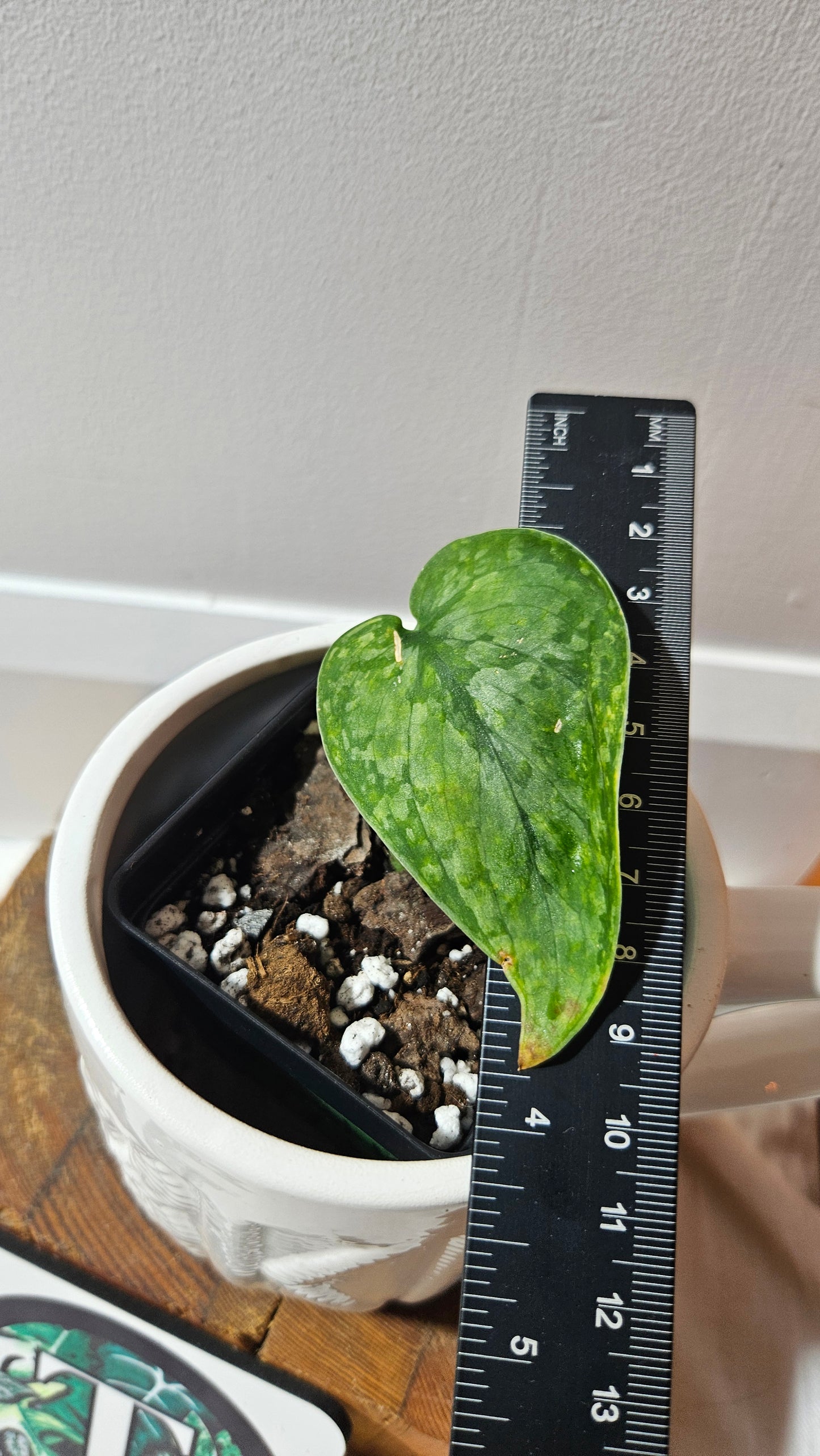 Scindapsus Léopard Variegata (SCI-1194)