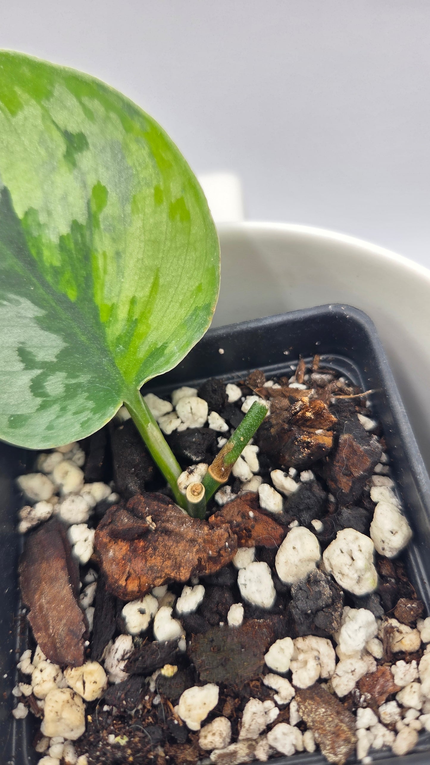 Scindapsus Yupa (SCI-1478)