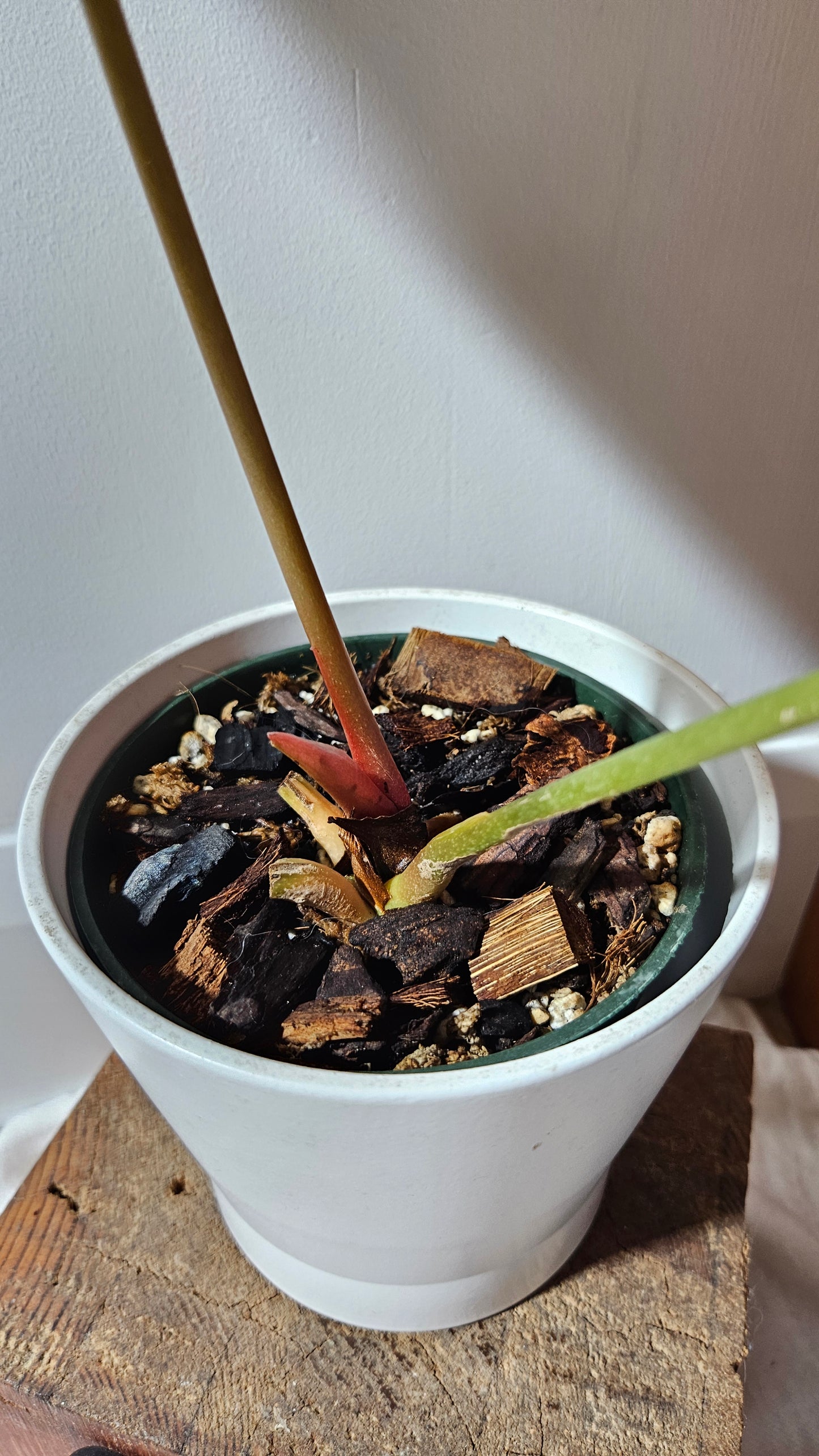 Anthurium Papillilaminum Hybrid "format XLARGE" (ANT-508)