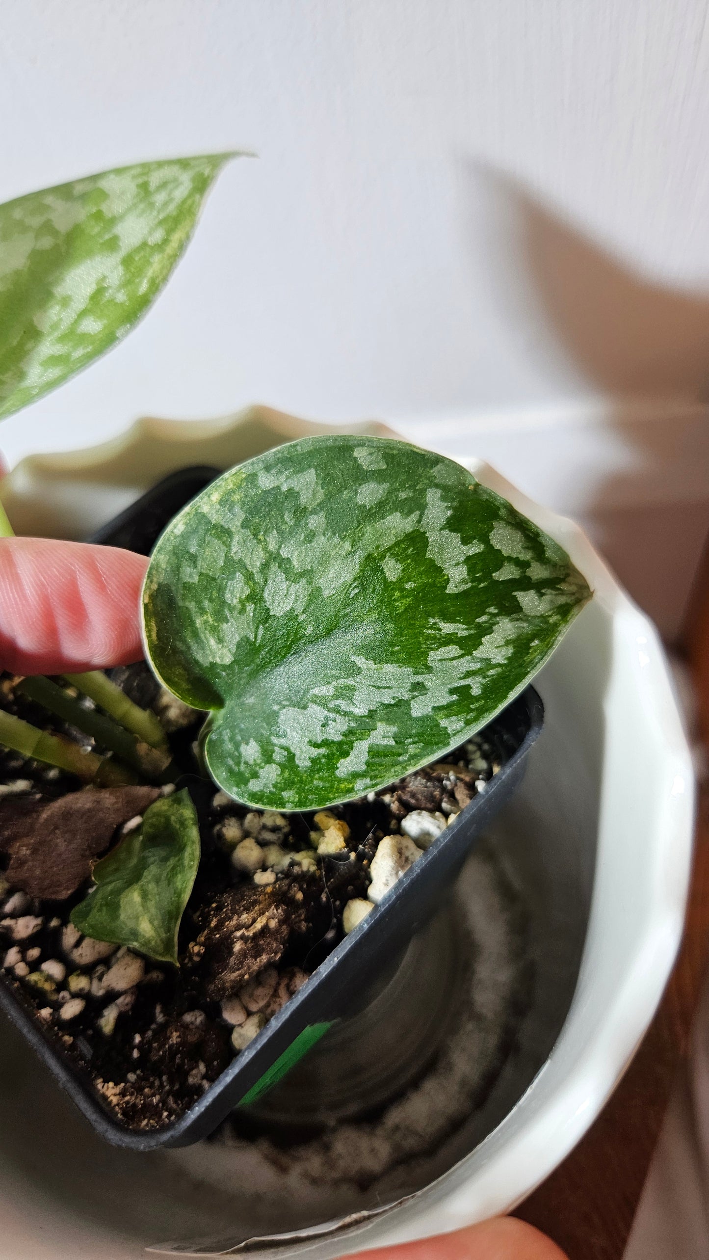 Scindapsus Geulis (SCI-1044)