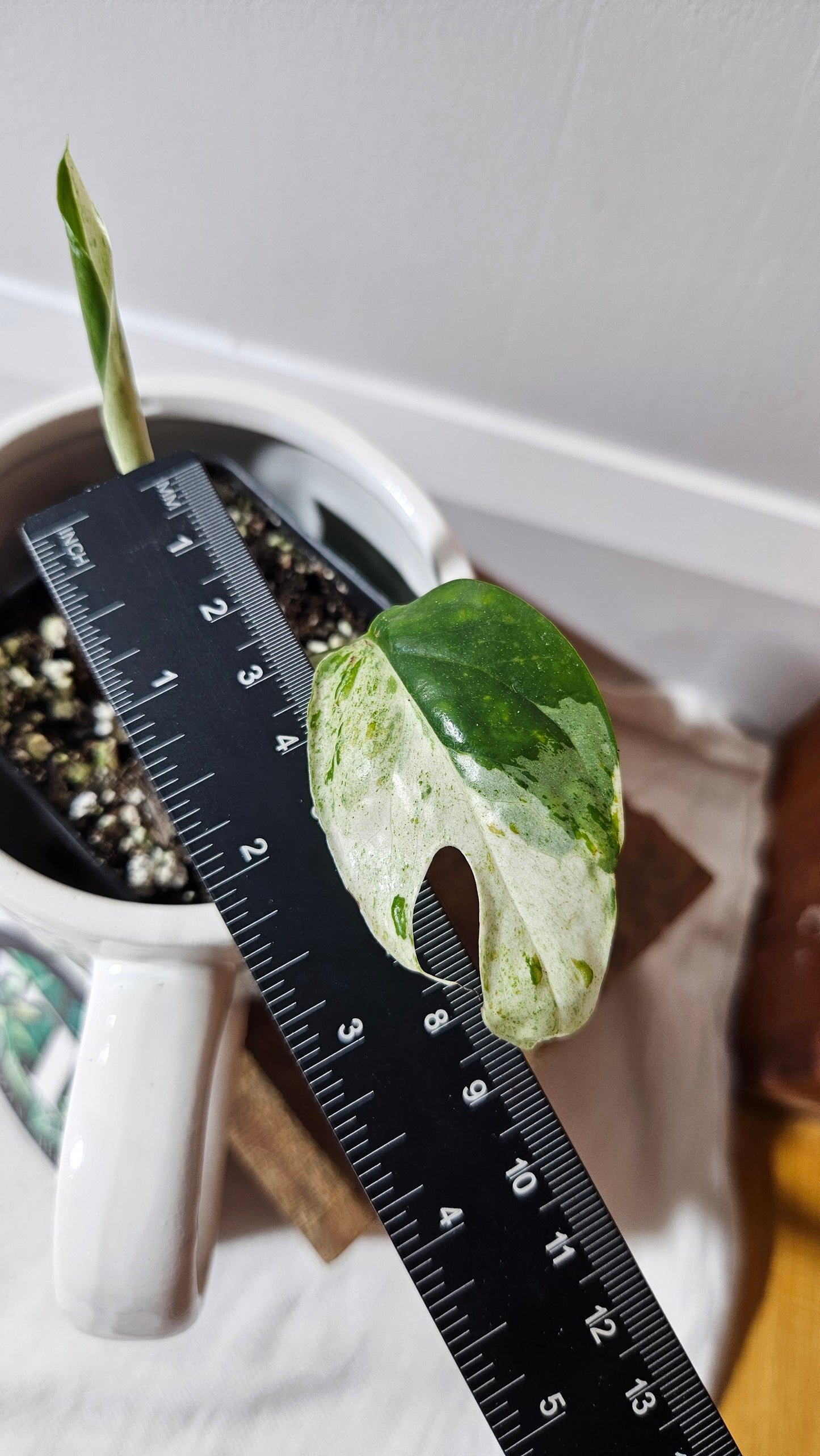 Epipremnum pinnatum Marble (EPI-224)