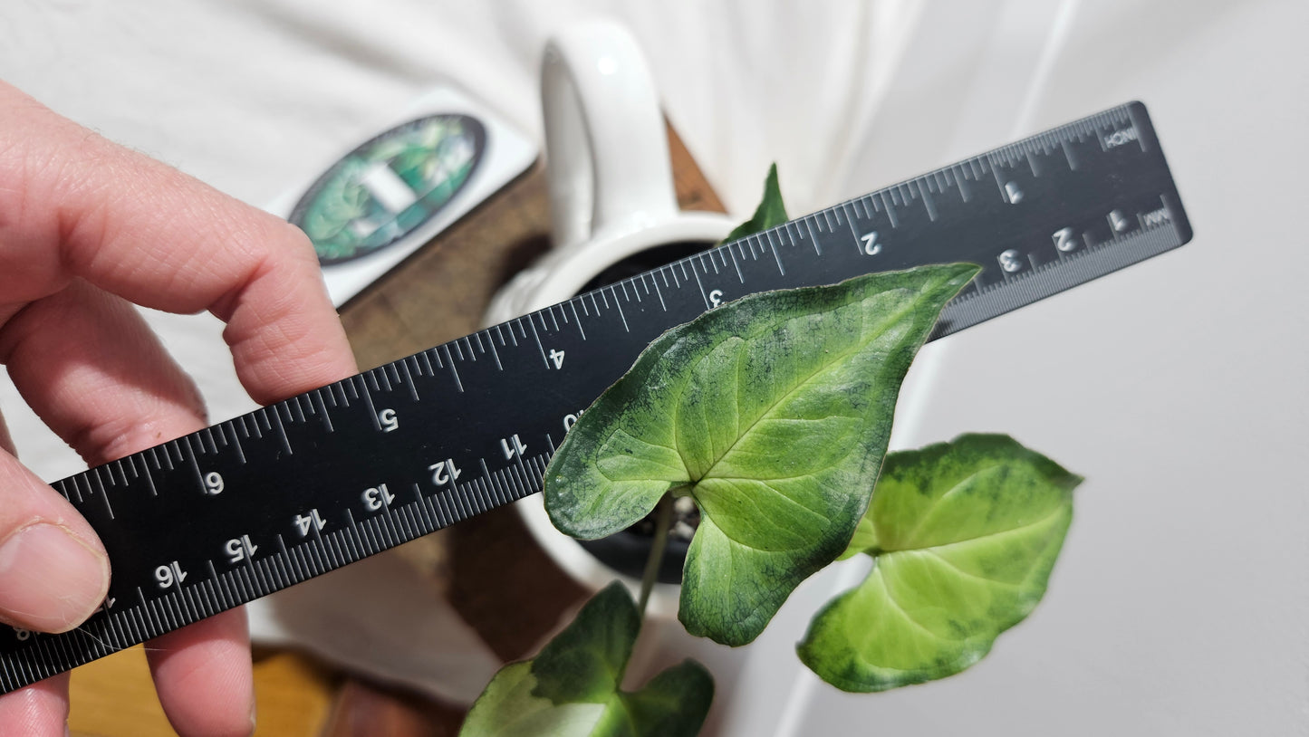 Syngonium Three kings (SYN-380)