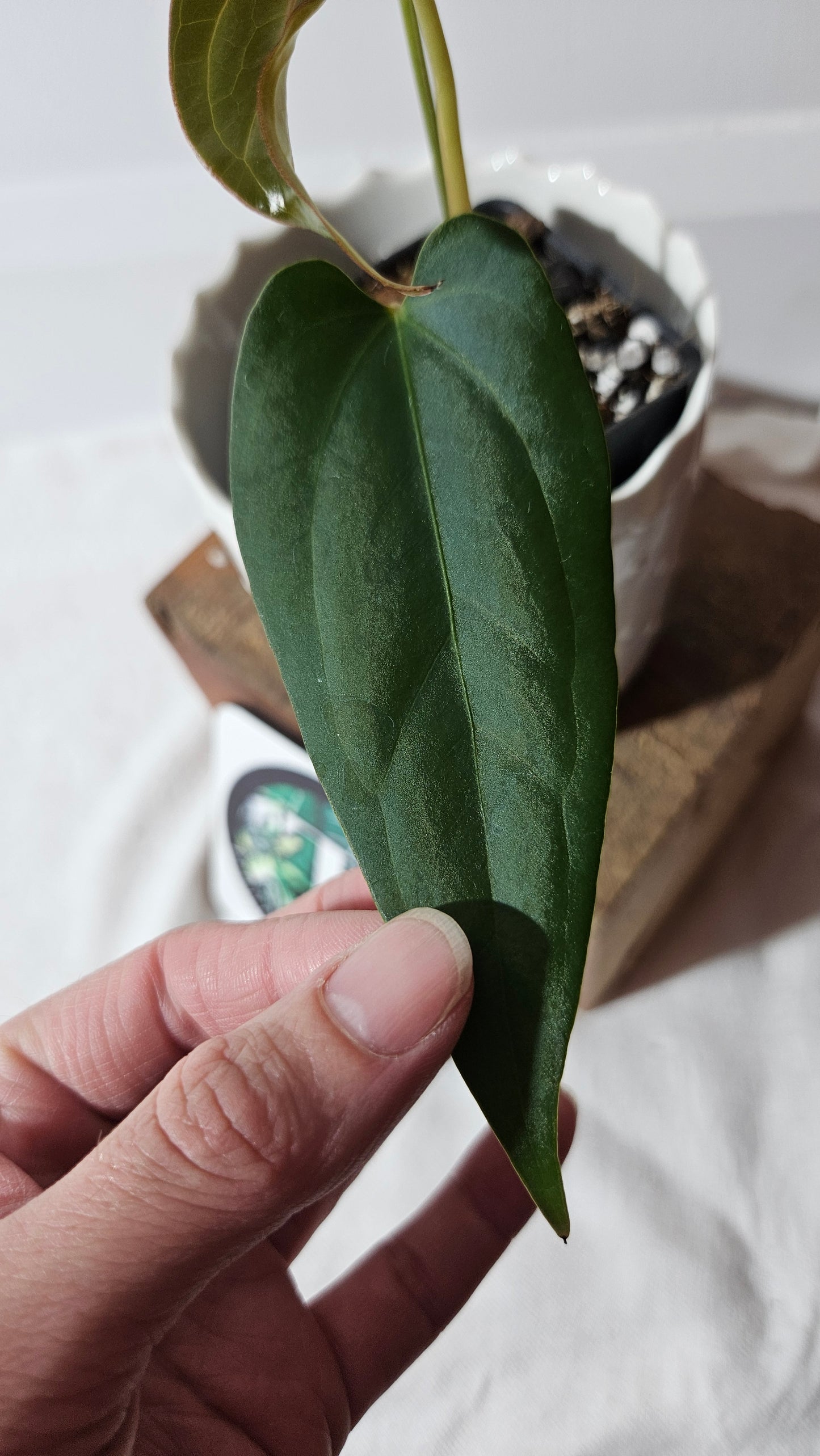 Anthurium Napo X Luxurians "format MOYEN" (ANT-416)