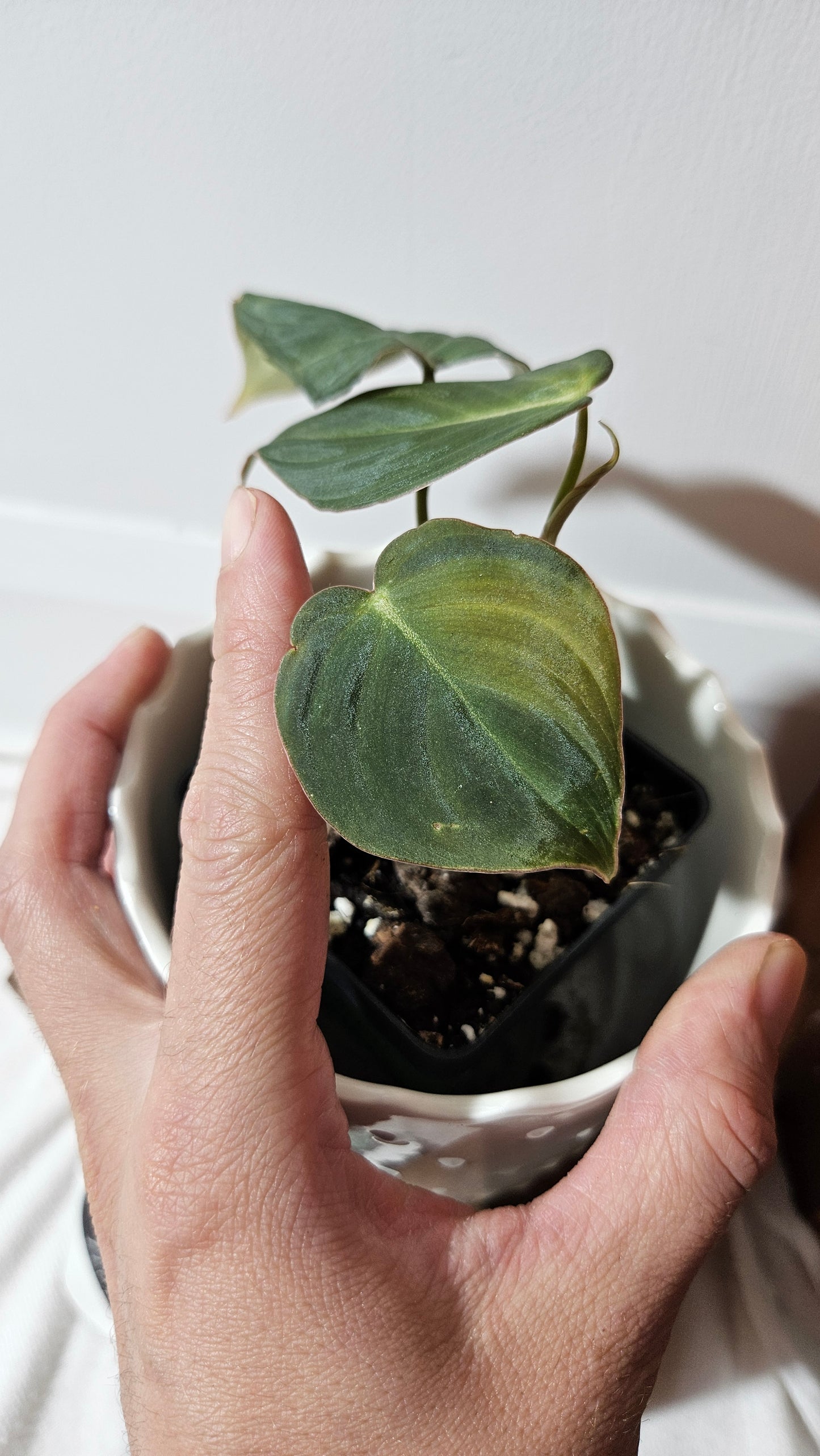 Philodendron Glorious (PHI-836)