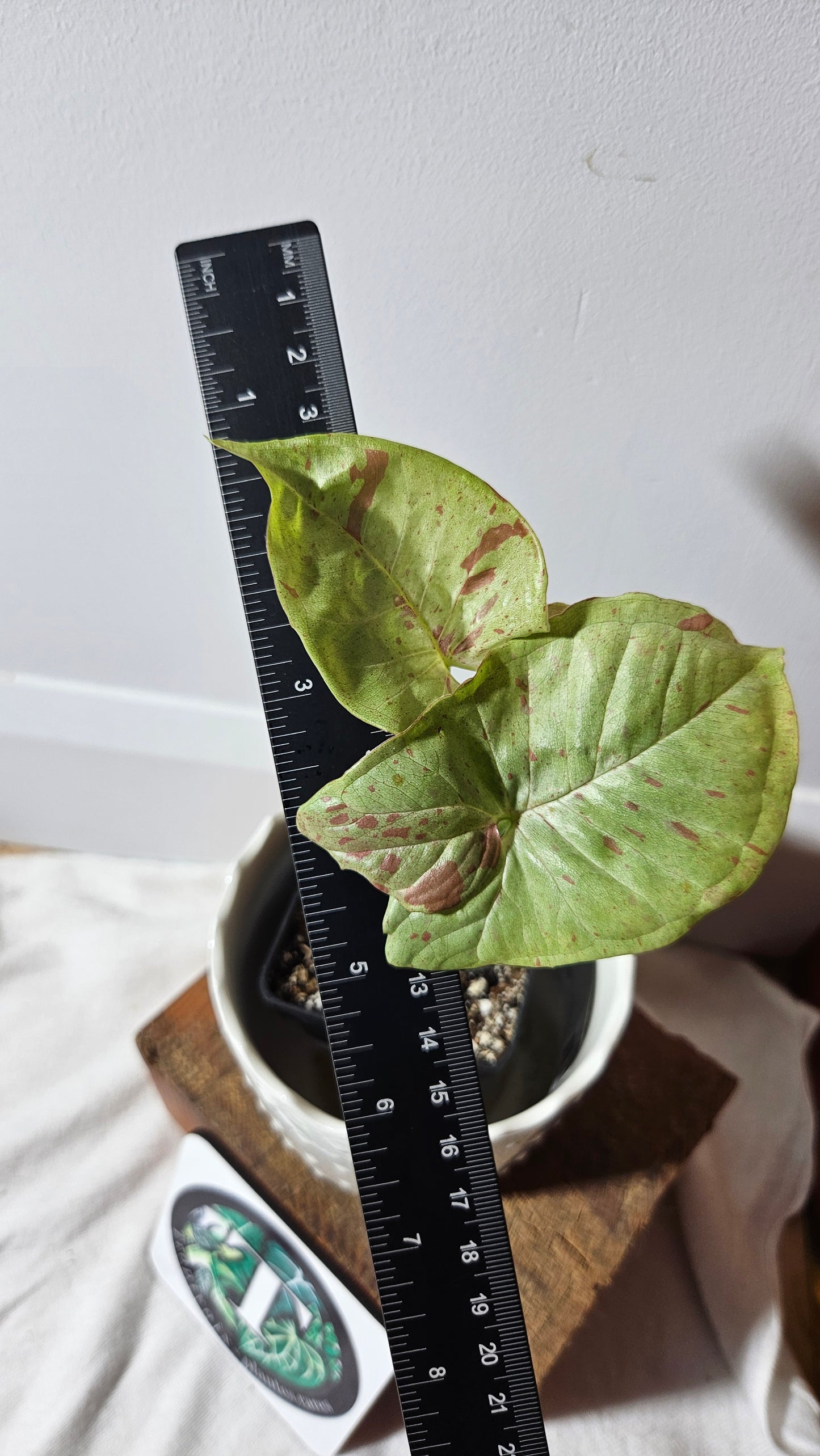 Syngonium Milk Confetti (SYN-357)