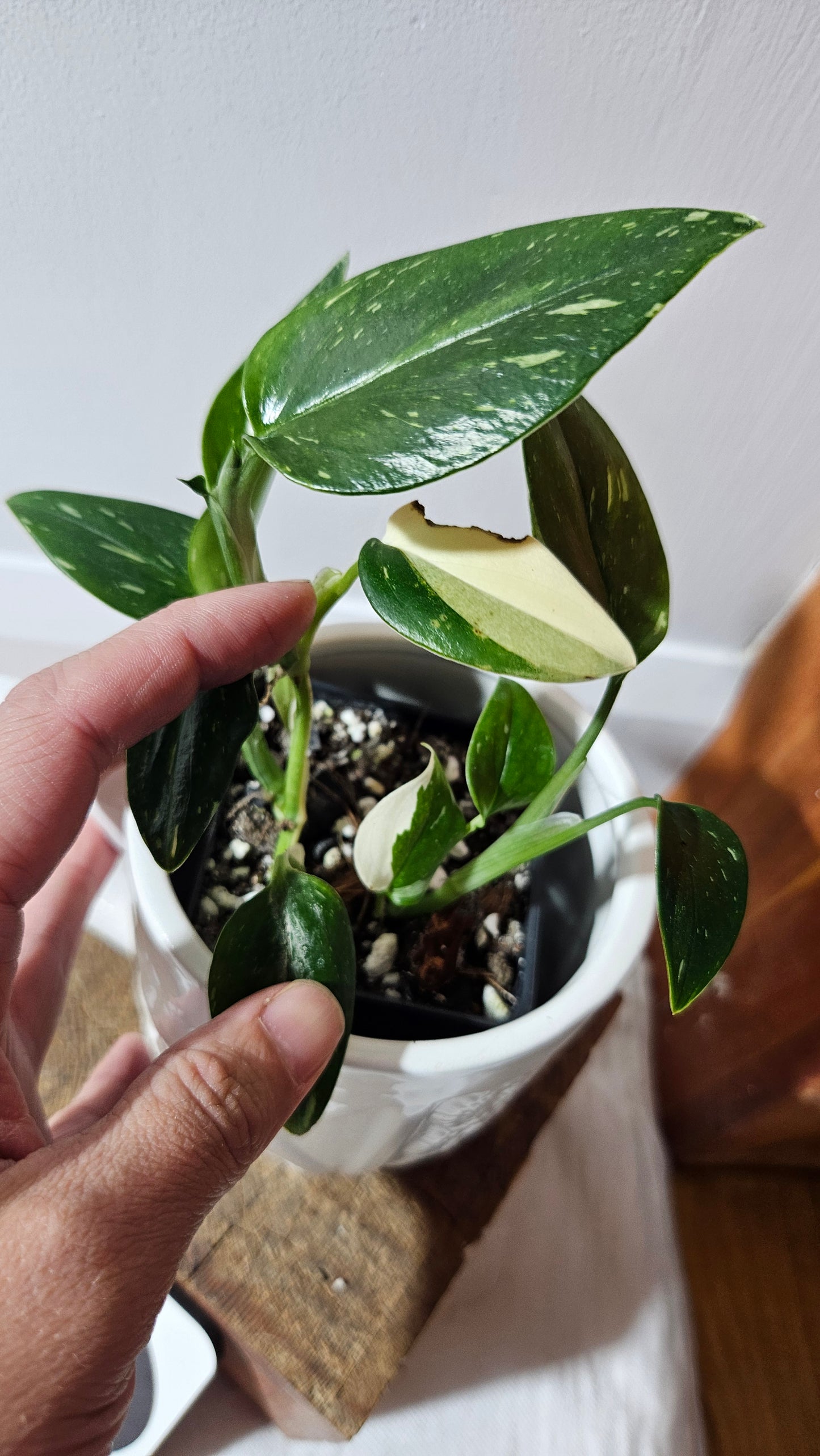 Monstera Standleyana Albo (MON-463)