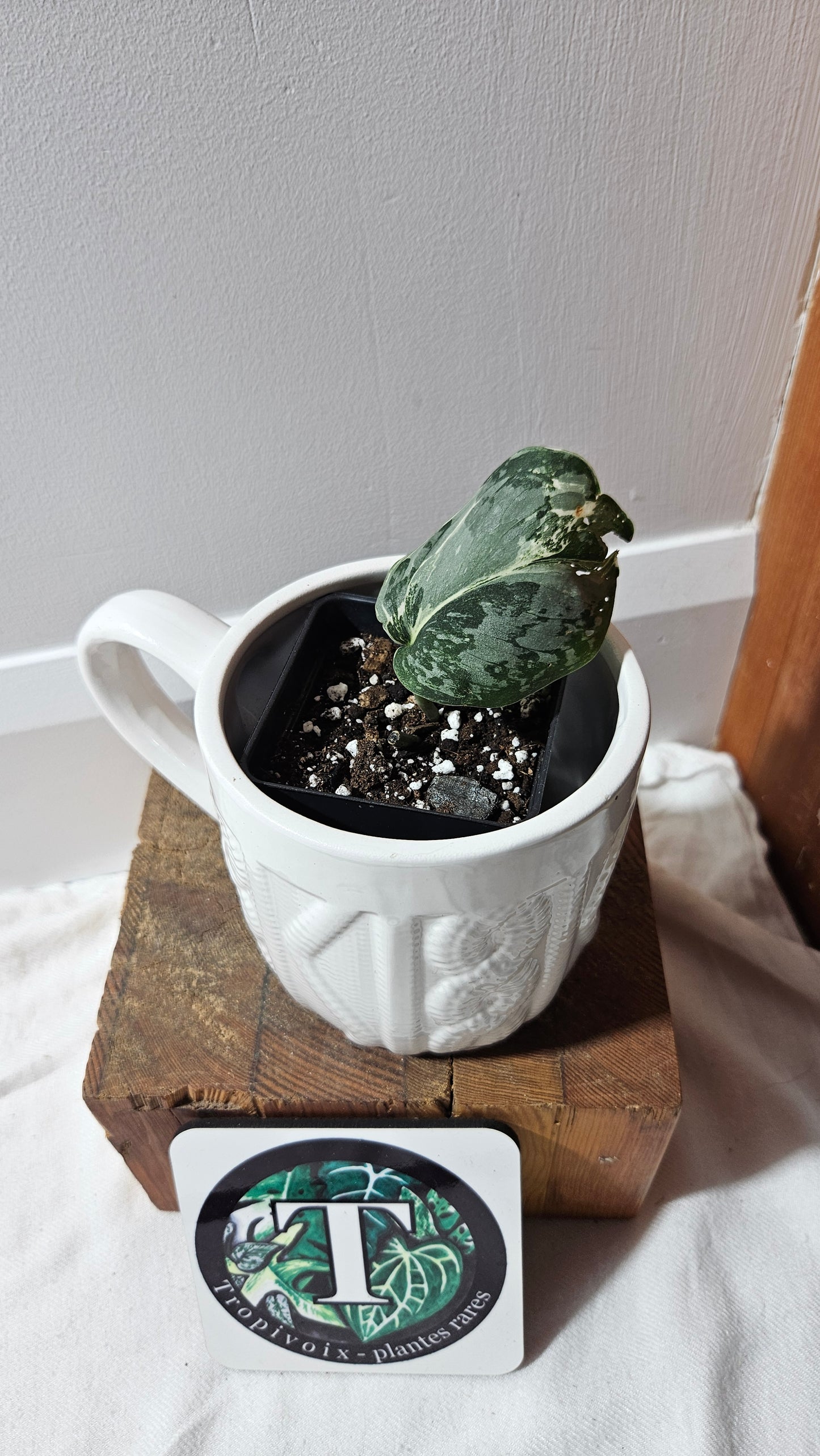 Scindapsus Exotica Salaka Variegata (SCI-1249)