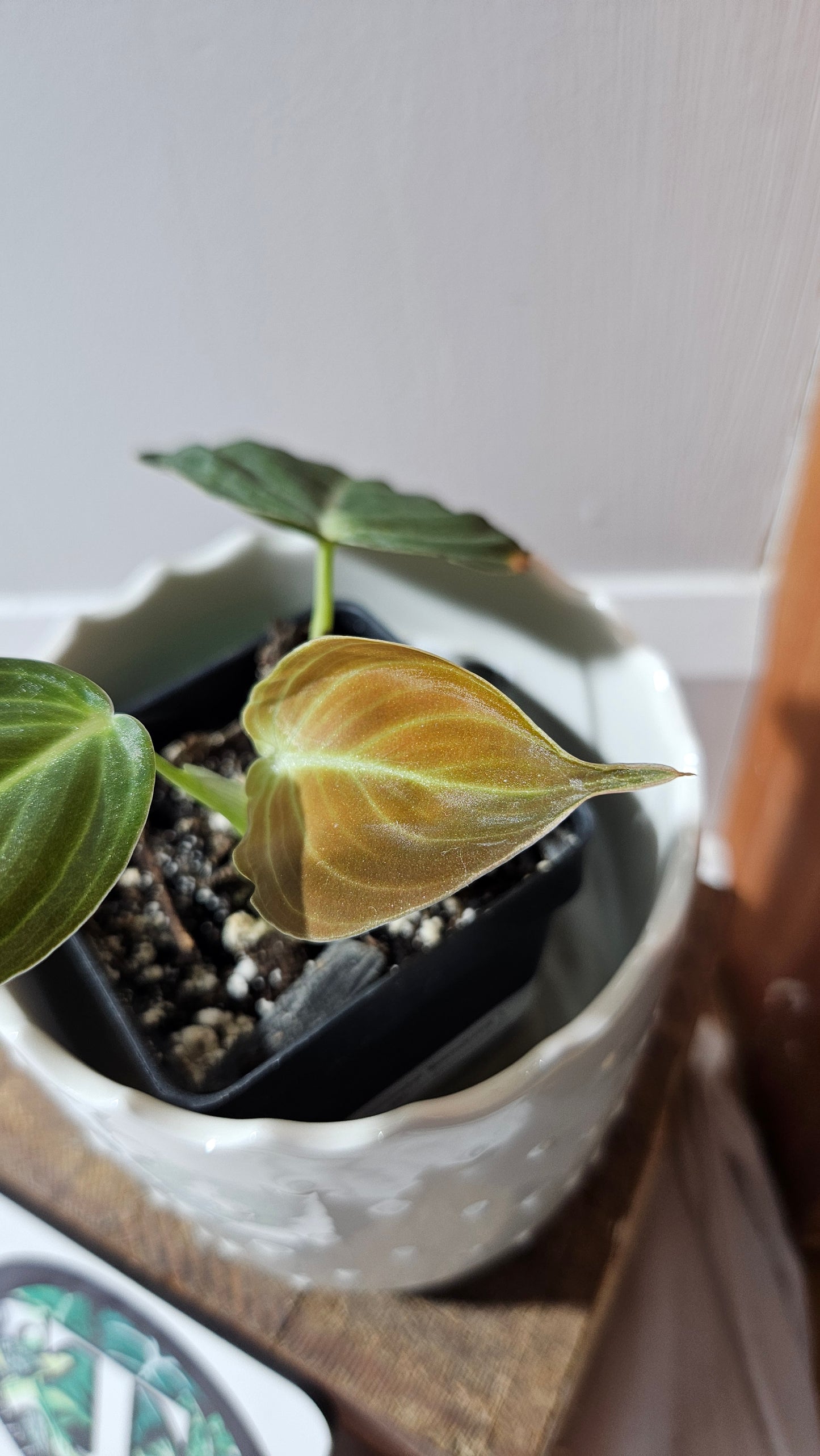 Philodendron Melanochrysum (PHI-863)