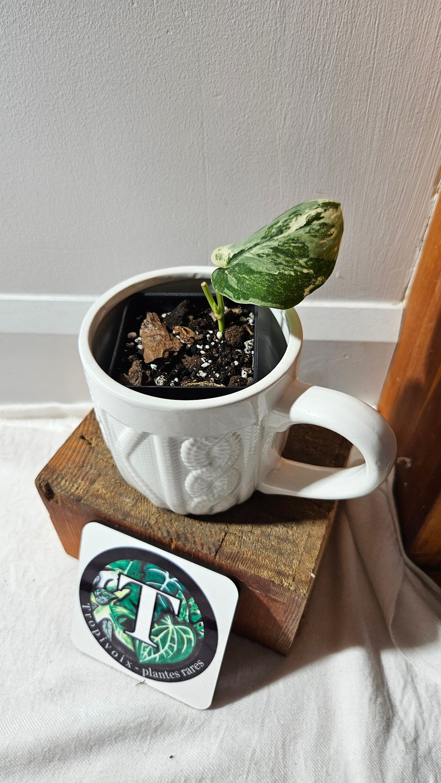 Scindapsus dark Satin Albo (SCI-1100)