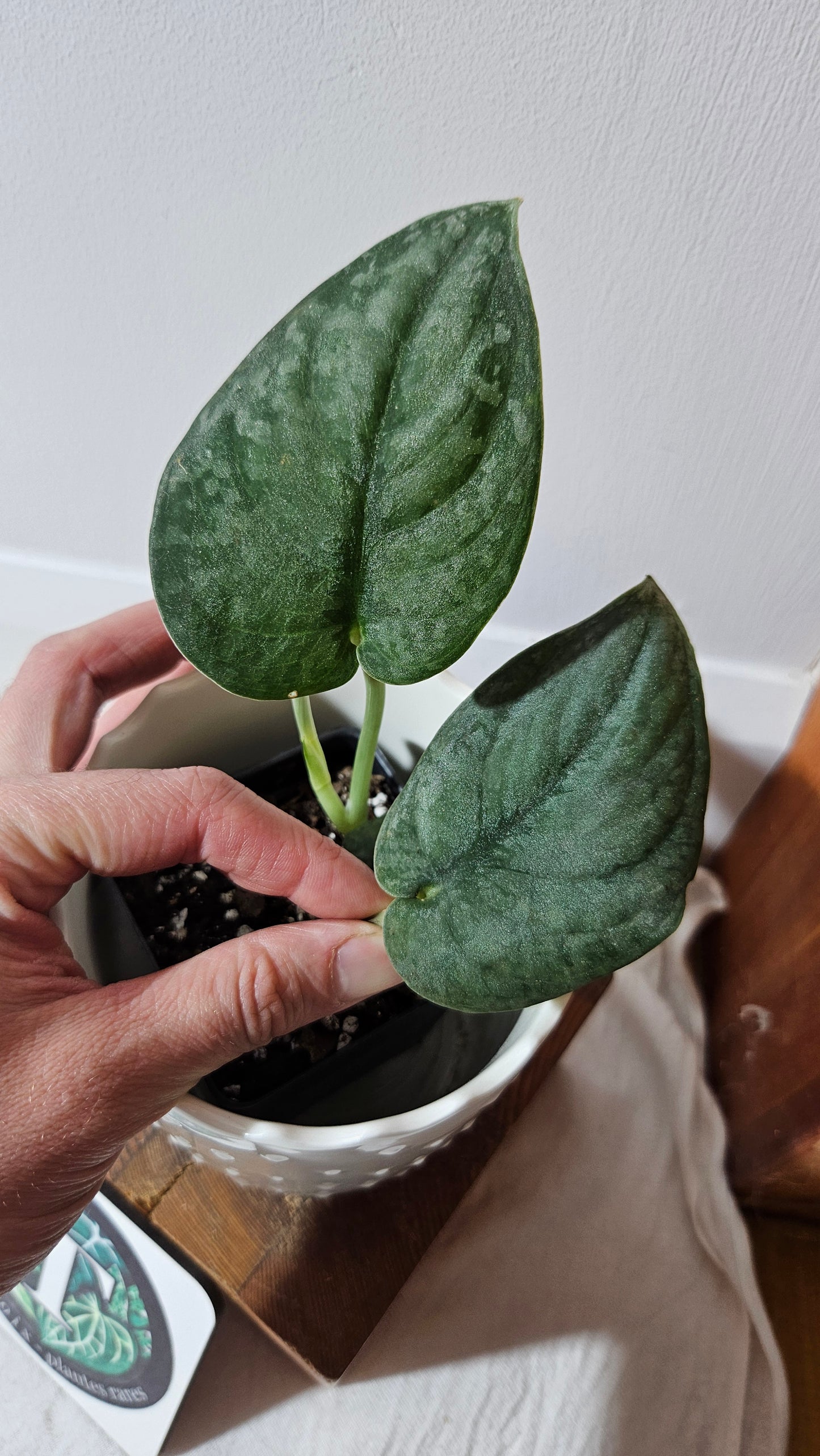 Scindapsus Dark Splash Bornéo (SCI-1019)