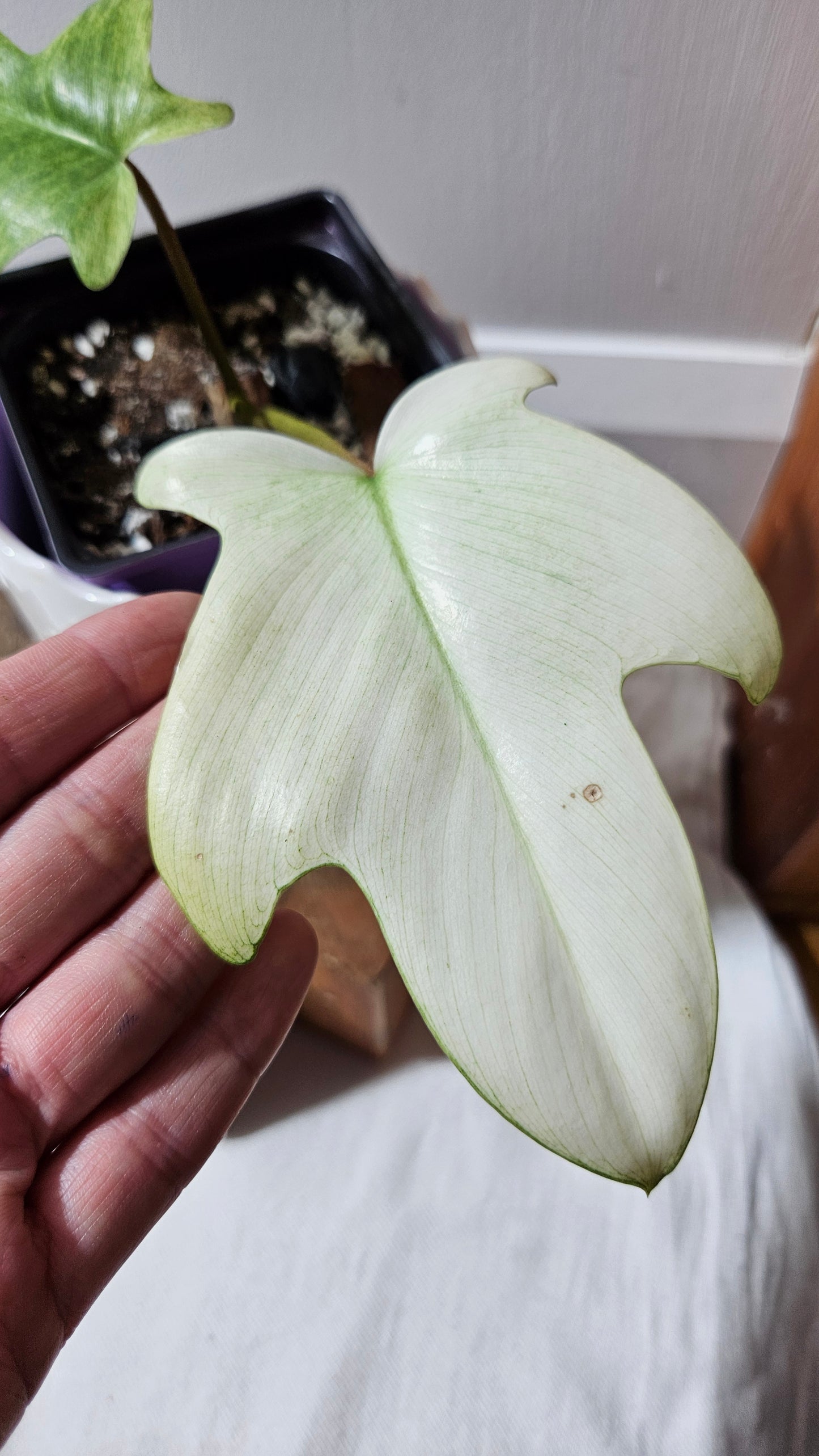 Philodendron Florida Ghost (PHI-916)
