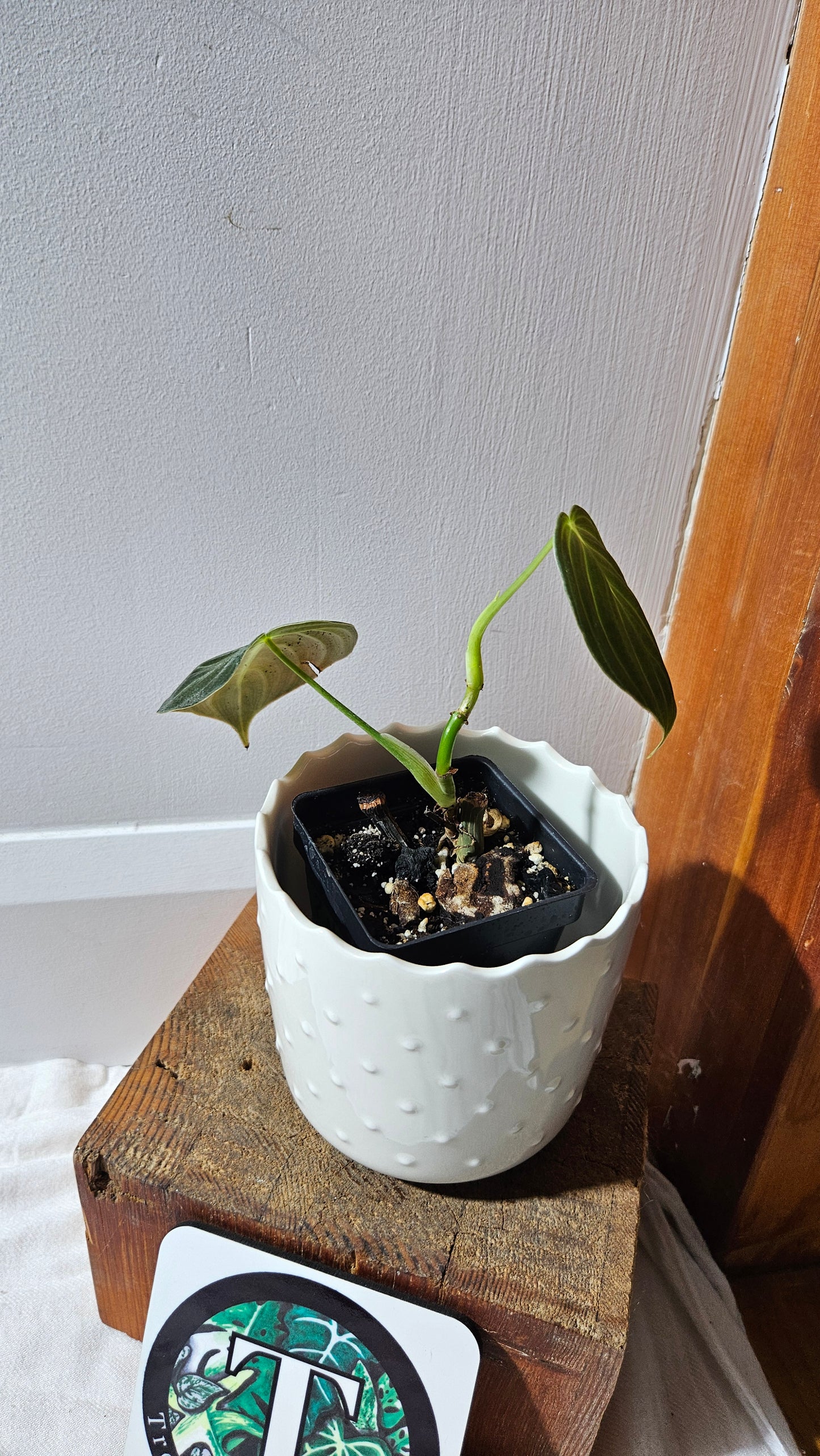 Philodendron Melanochrysum (PHI-862)