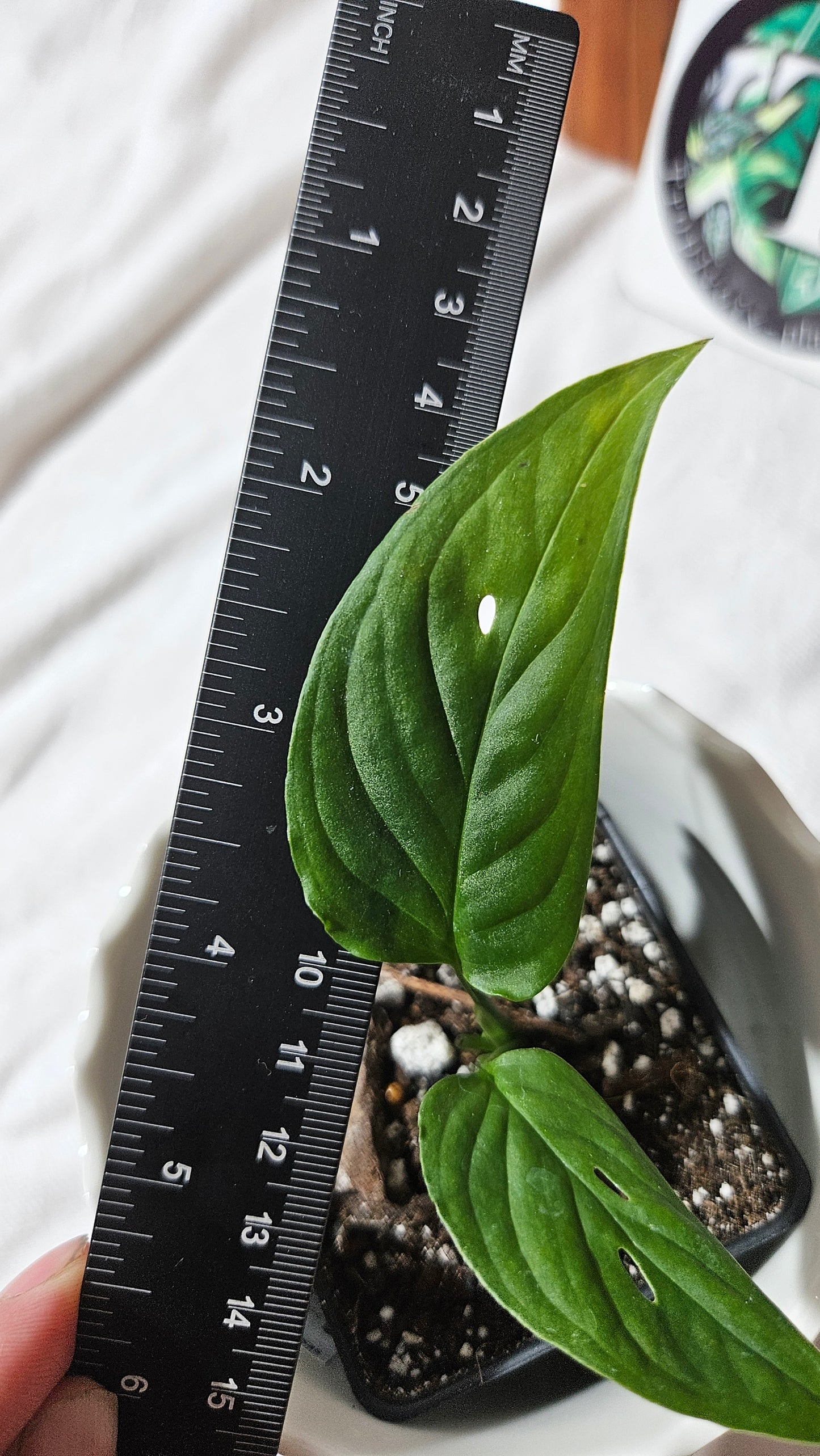 Monstera Obliqua Aff Tamarindo (MON-245)