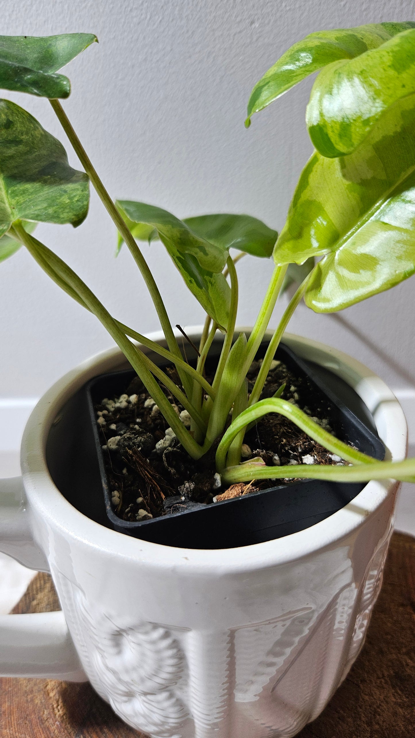 Philodendron BurleMarx Variegata X Paraiso Verde (PHI-913)