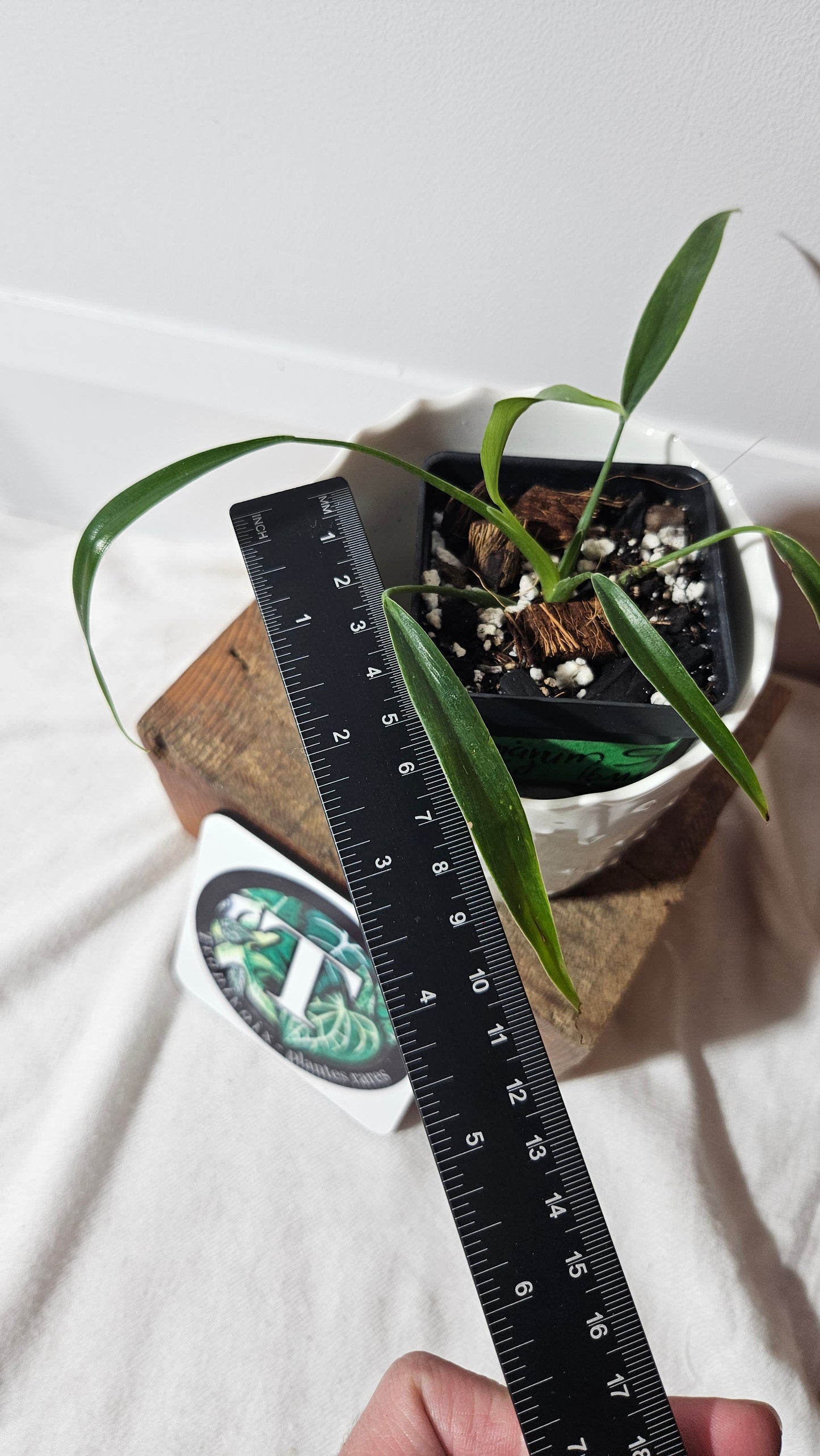 Philodendron Holtonianum Super Narrow (PHI-743)