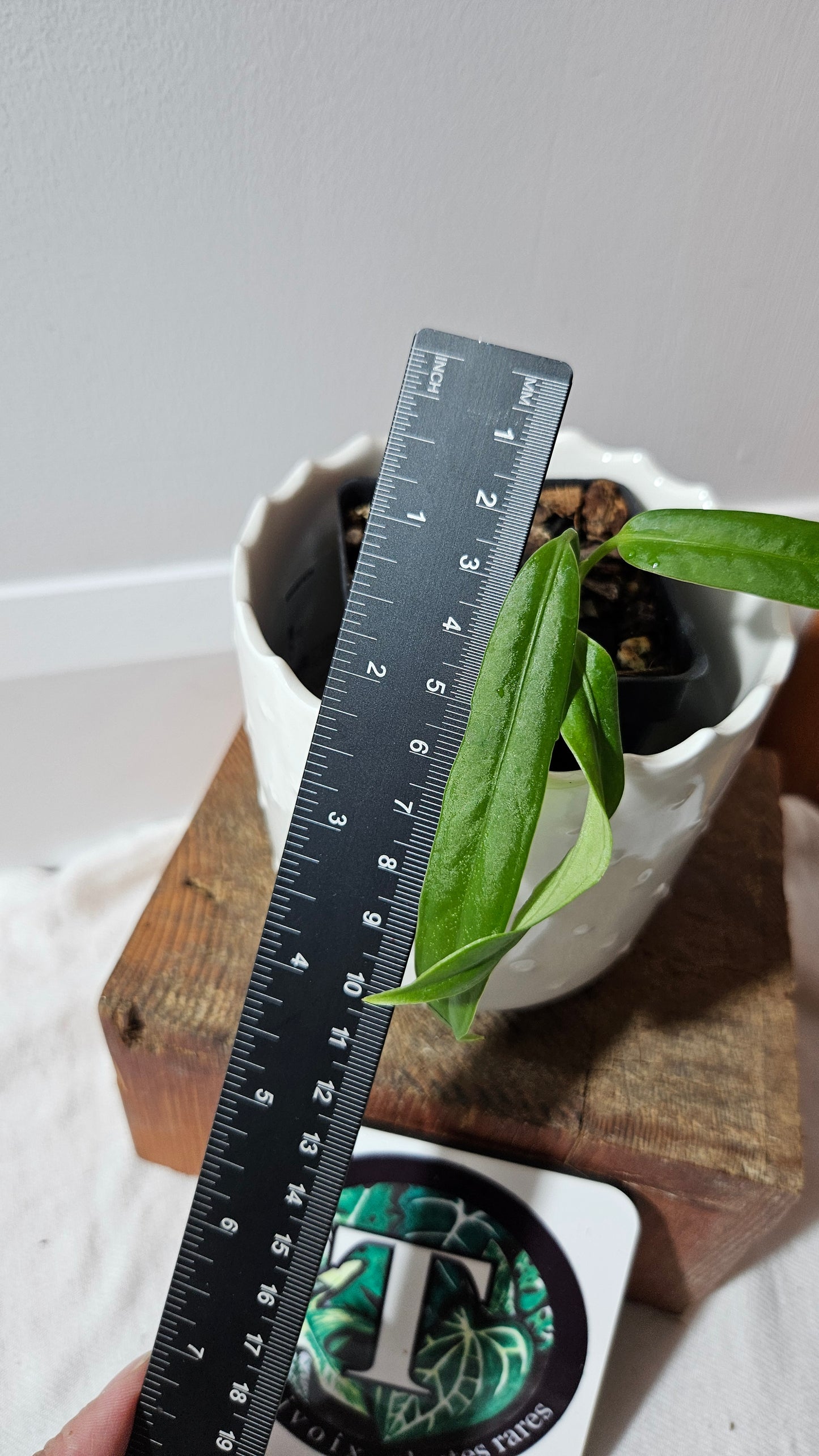 Anthurium Ceronii Aff "format PETIT"(ANT-539)