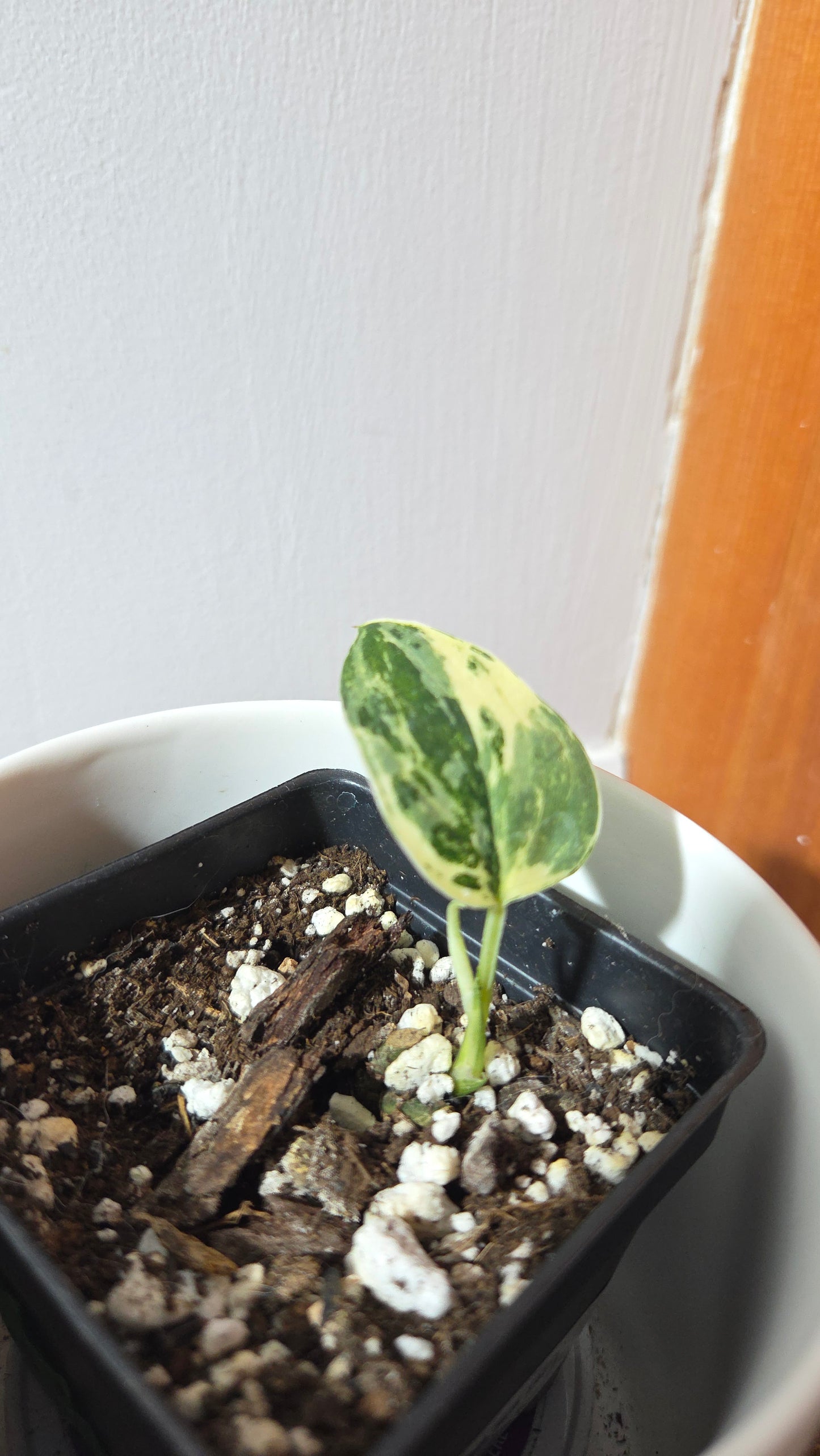 Scindapsus dark Satin Albo (SCI-1372)