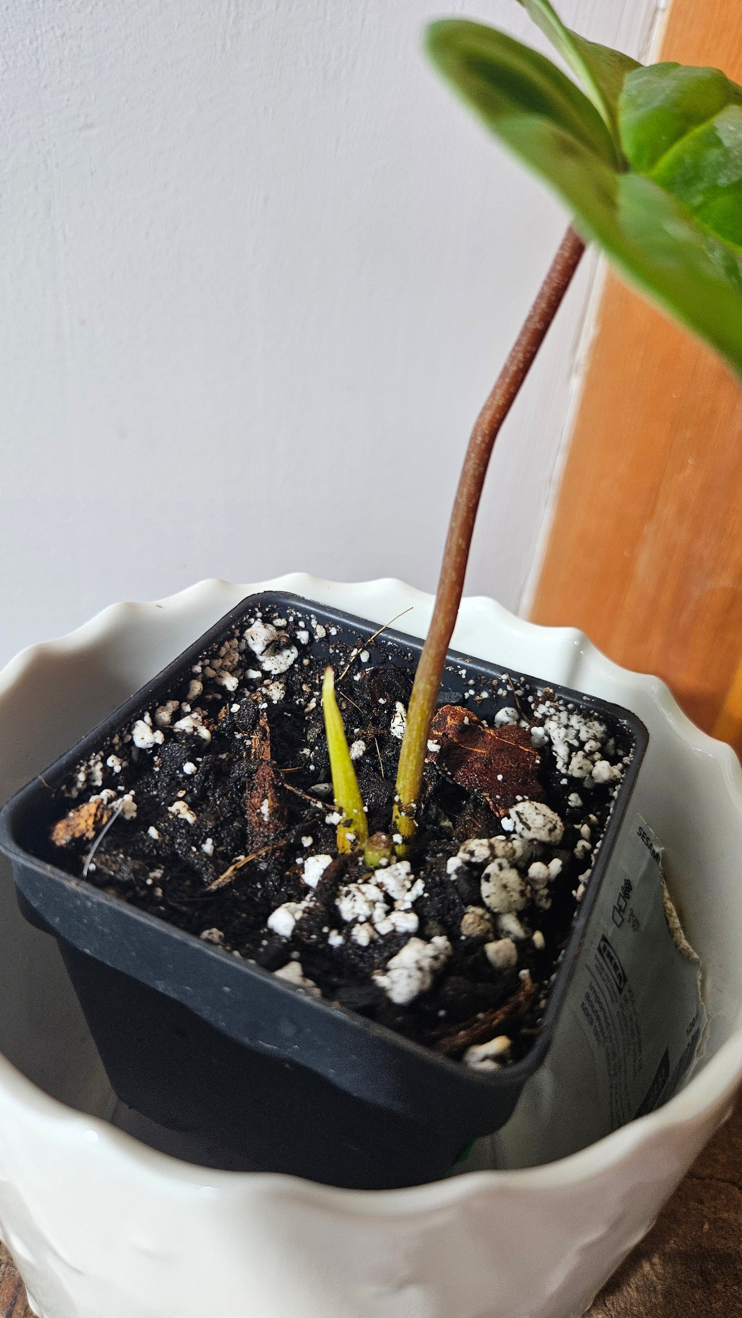 Philodendron Majestic (PHI-778)
