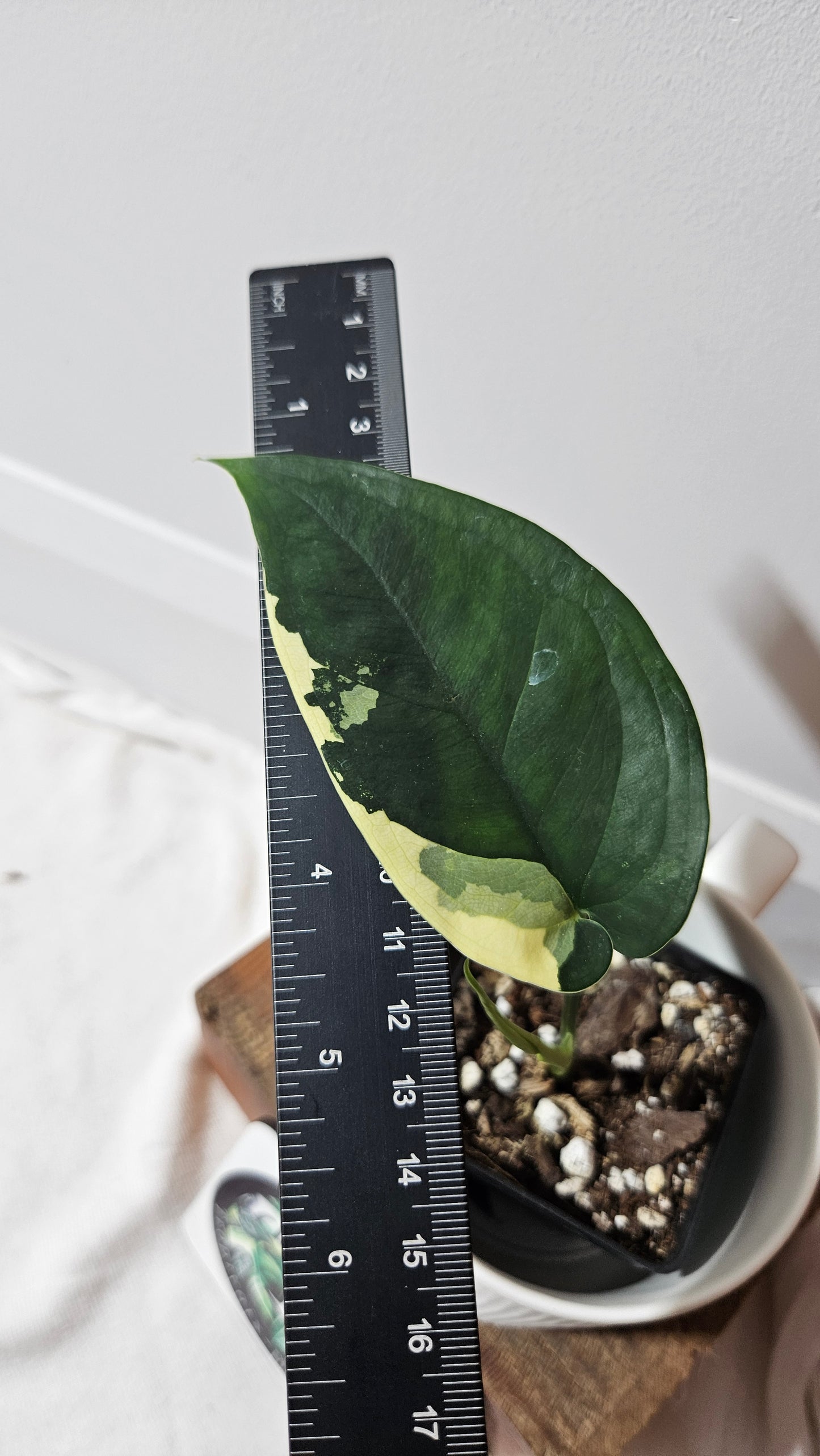 Syngonium Chiapense Albo (SYN-479)