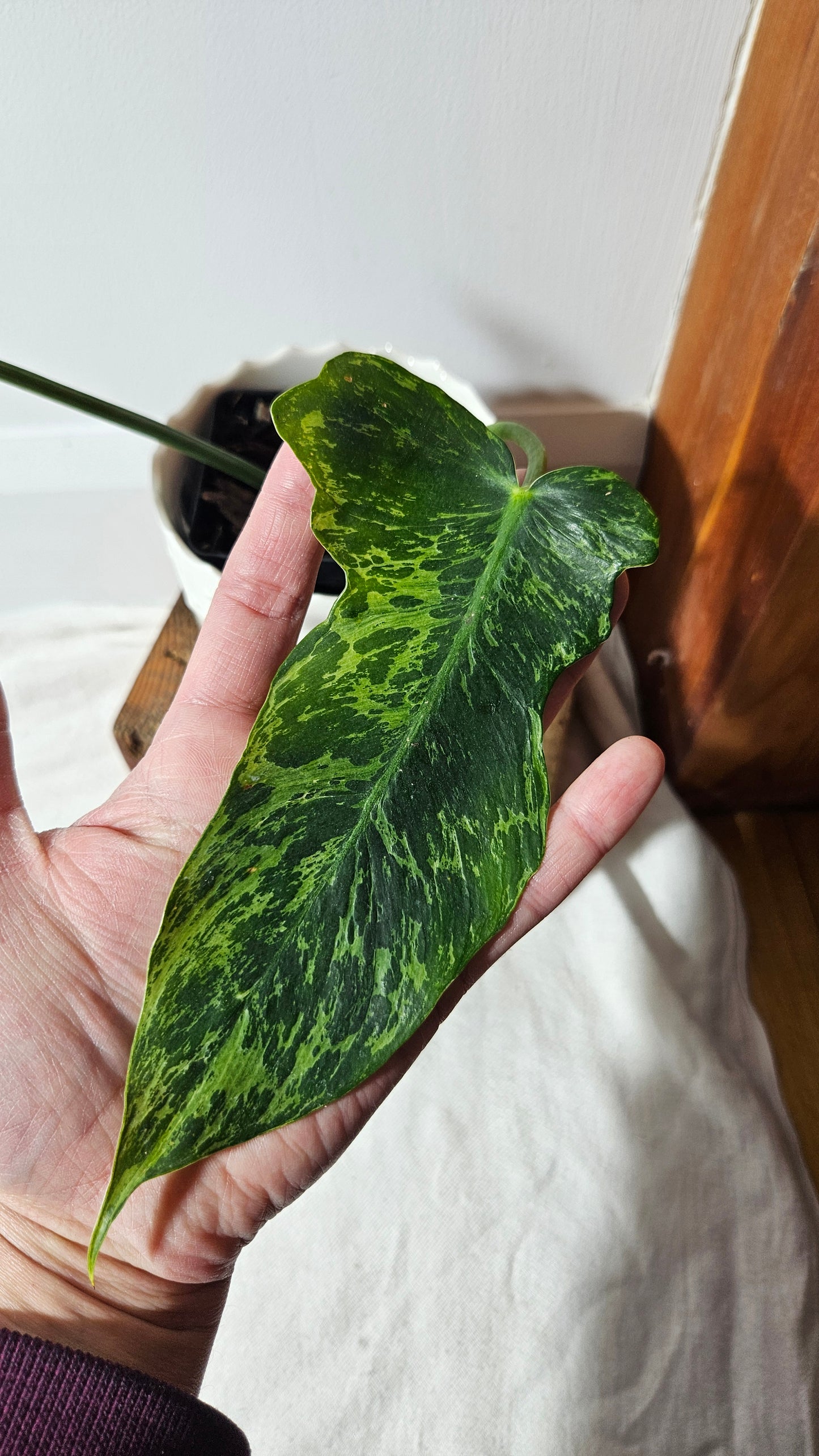 Philodendron Lime fiddle (PHI-751)