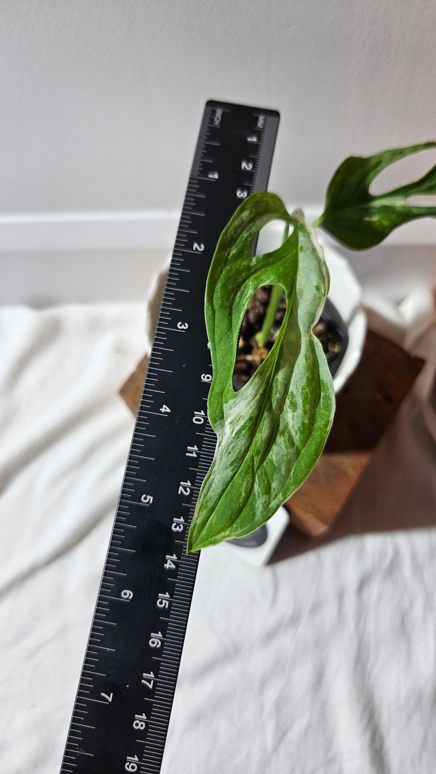 Monstera Andasonii Mint/Indo (MON-420)